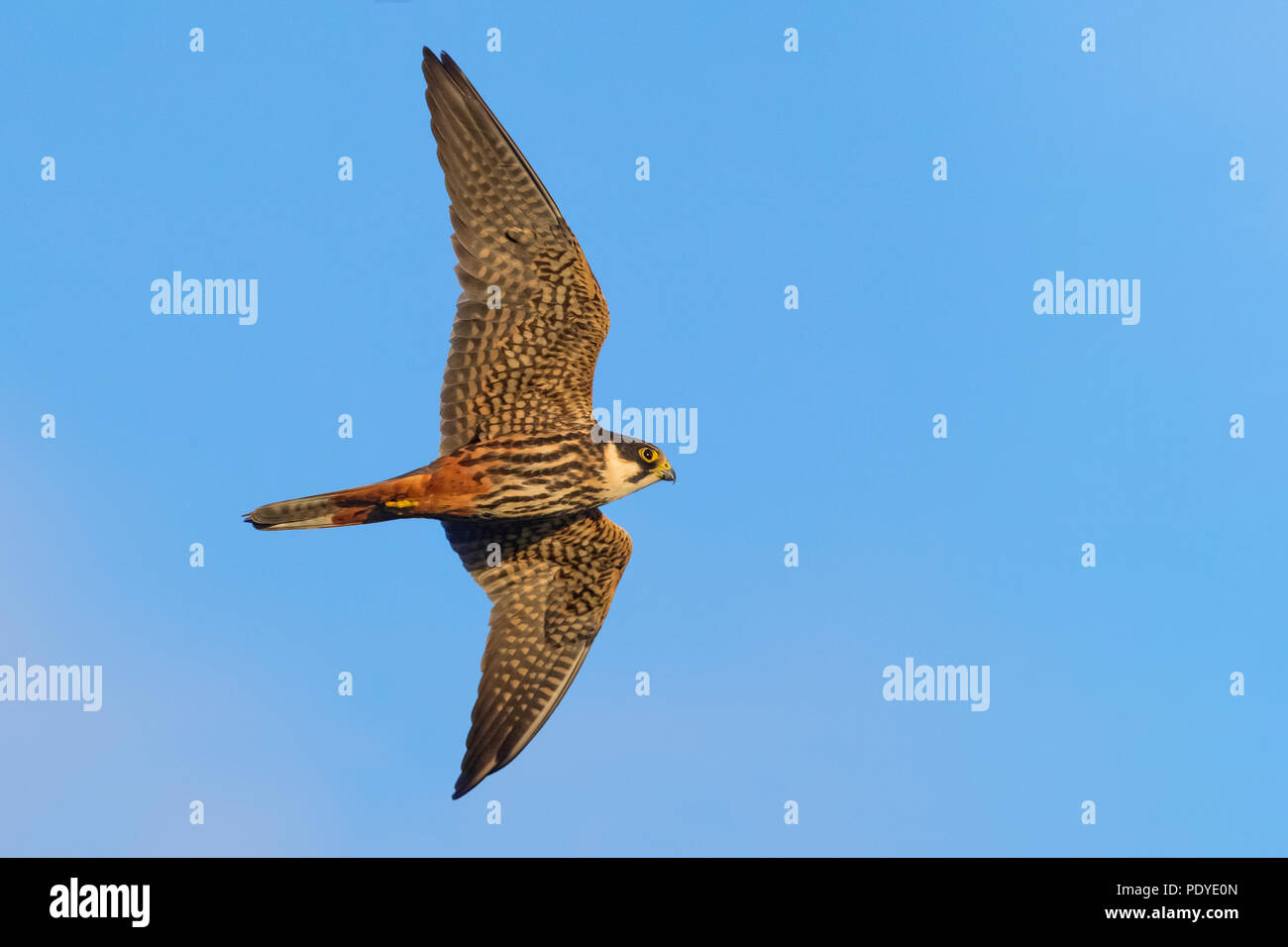 Flying Northern Hobby; Falco subbuteo Stockfoto