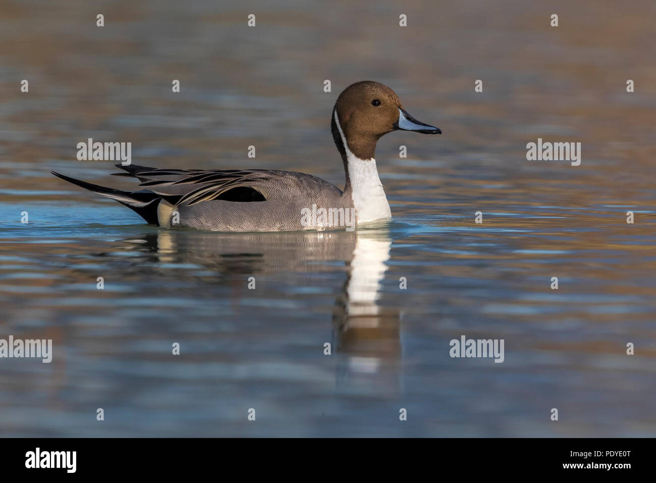 Schwimmen männliche Nördlichen Pintail, Anas acuta Stockfoto