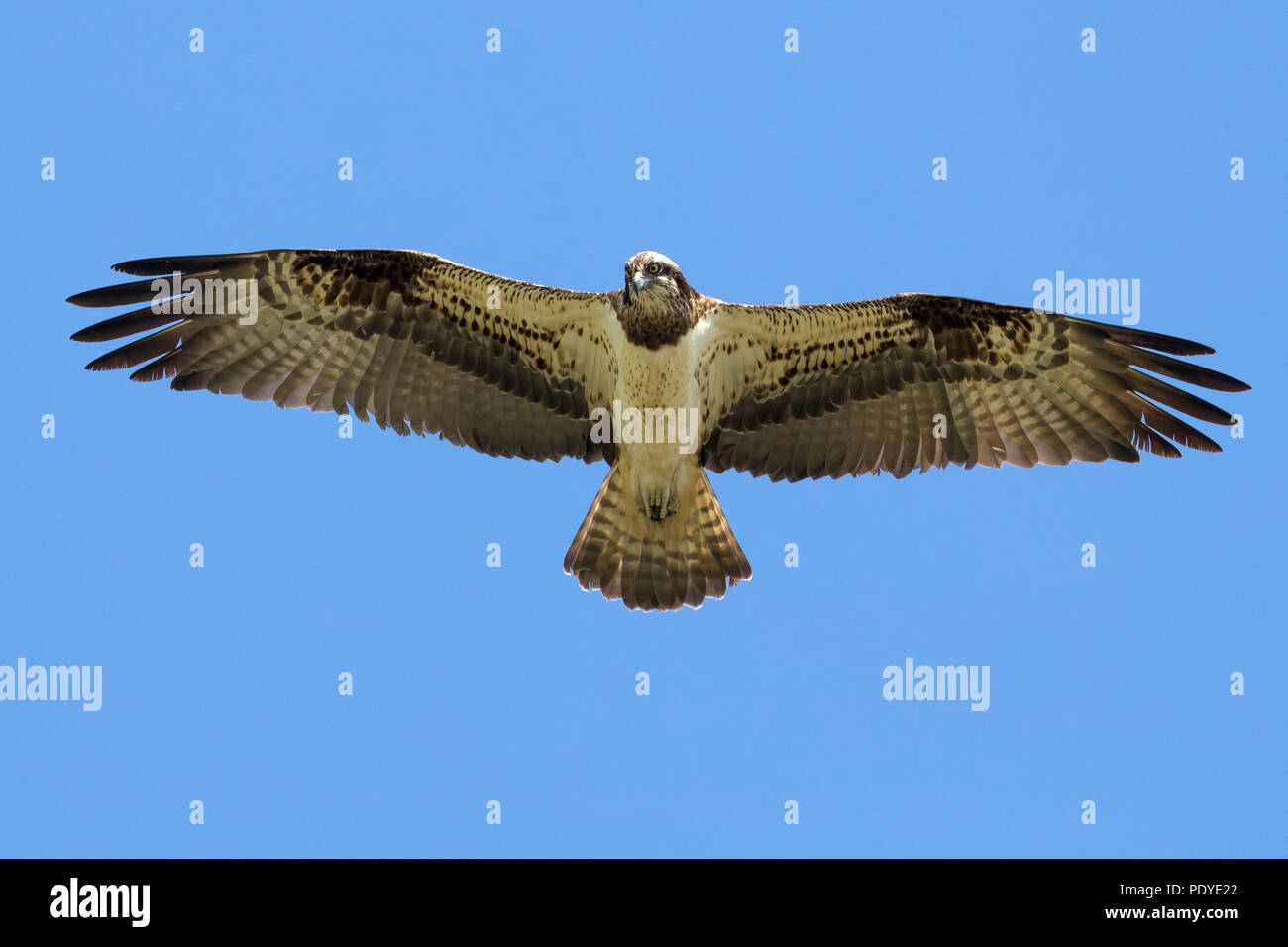 Fischadler, Pandion haliaetus Fliegen Stockfoto