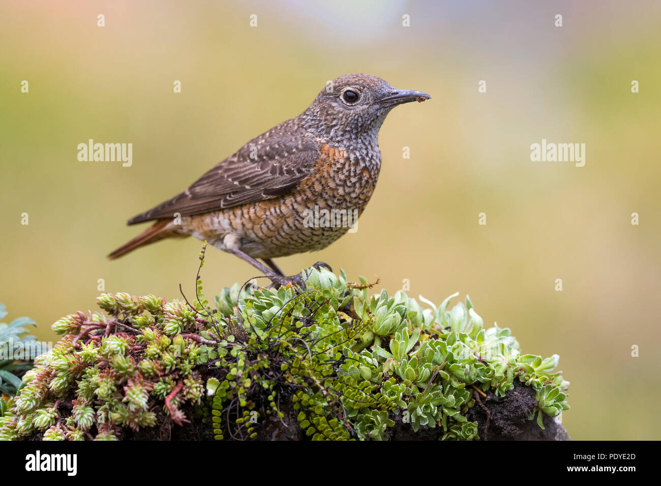 Rock Thrush; Monticola saxatilis Stockfoto