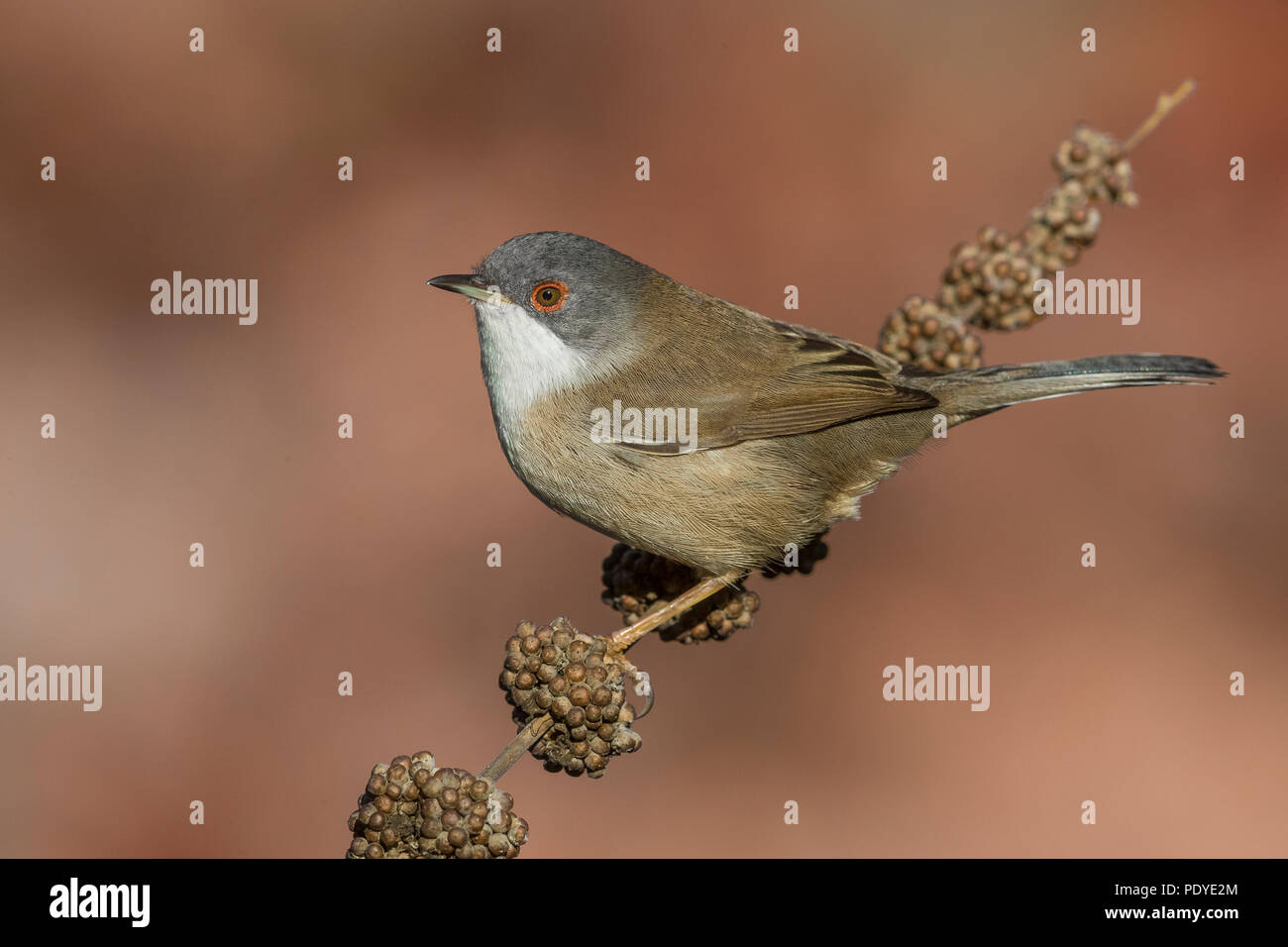 Weibliche sardische Warbler; Sylvia melanocephala Stockfoto