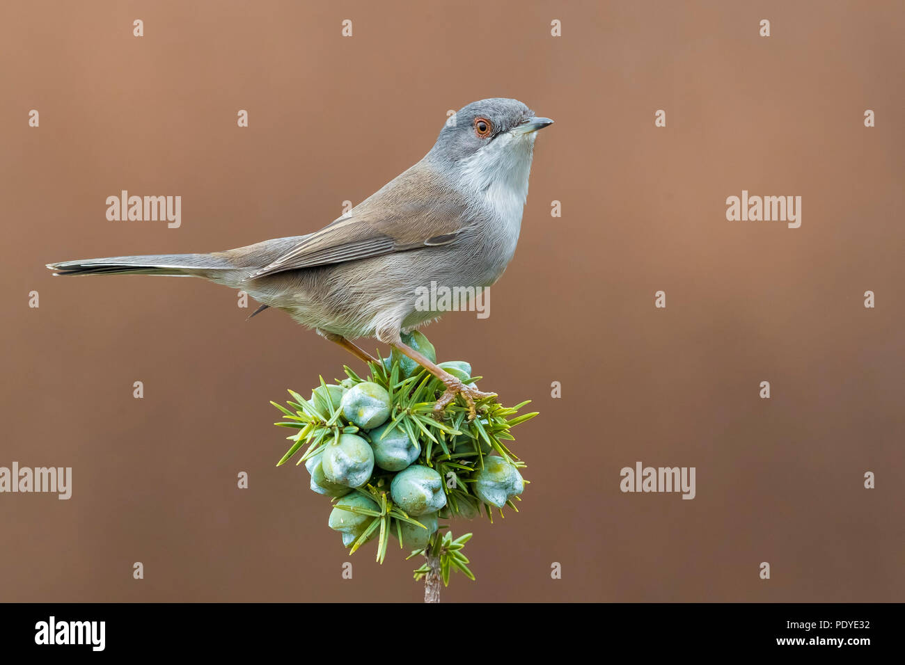 Weibliche sardische Warbler; Sylvia melanocephala Stockfoto
