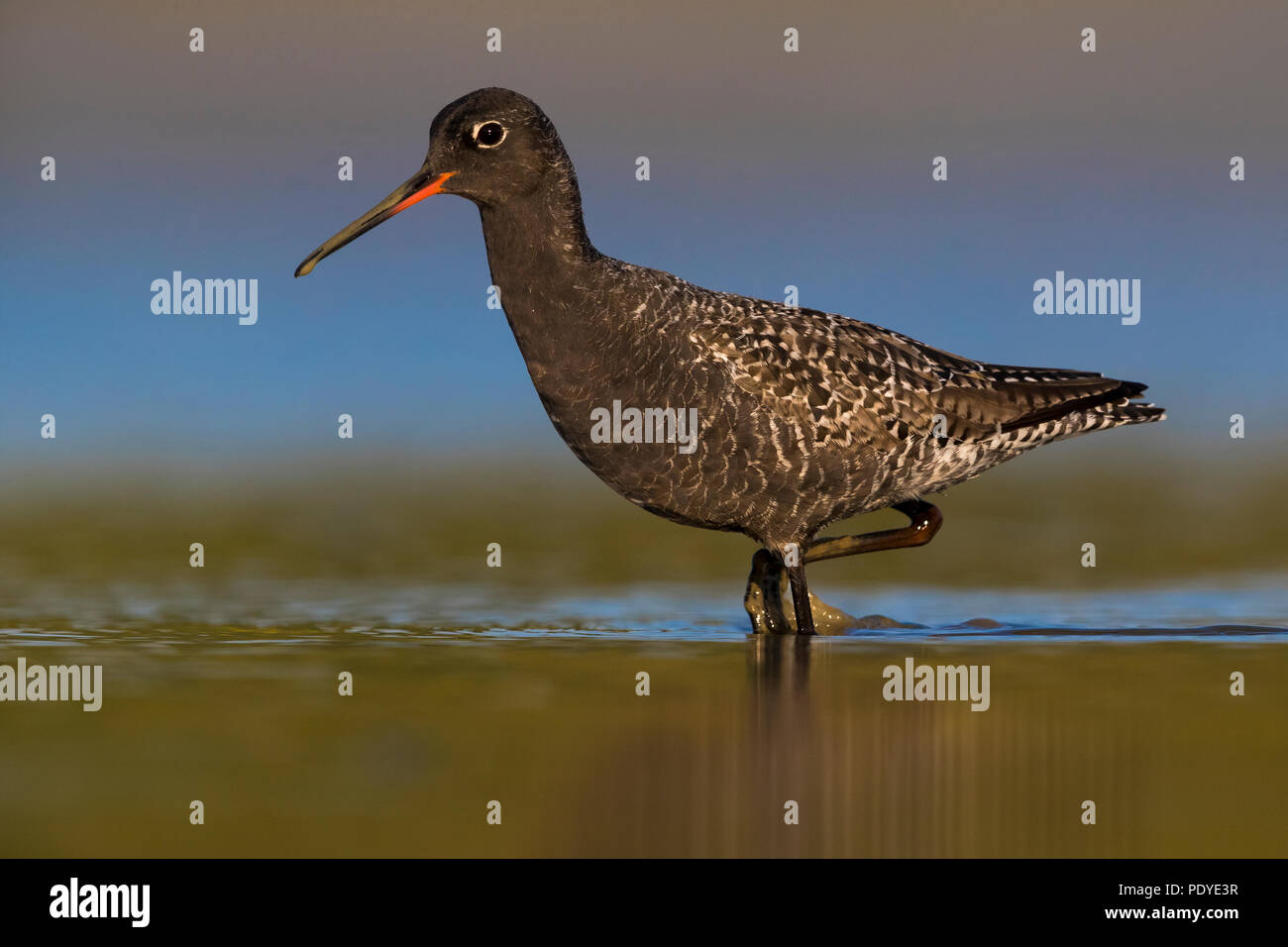 Gefleckte Rotschenkel (Tringa erythropus) Nahrungssuche im flachen Wasser Stockfoto
