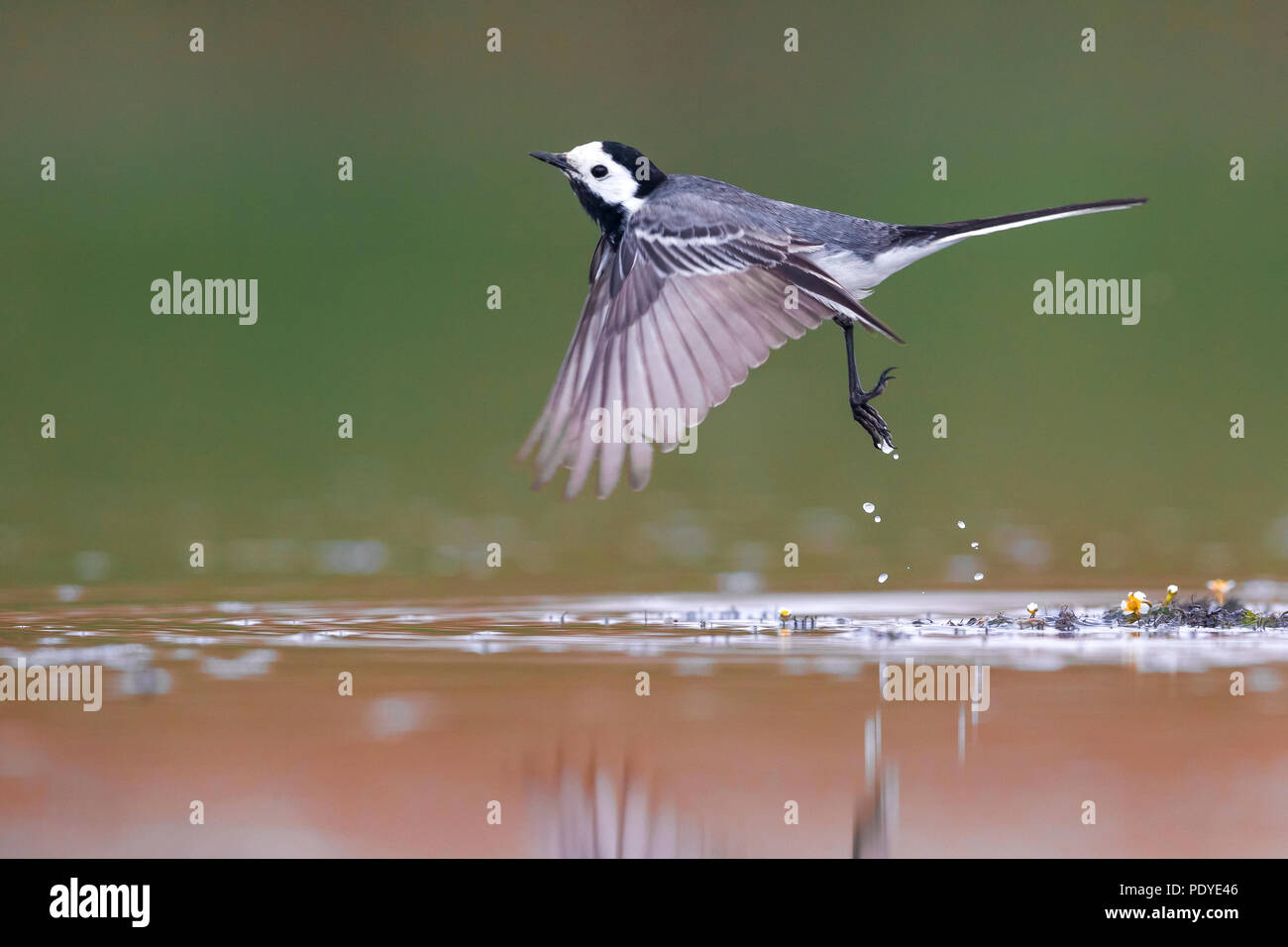 Bachstelze, Motacilla alba Stockfoto