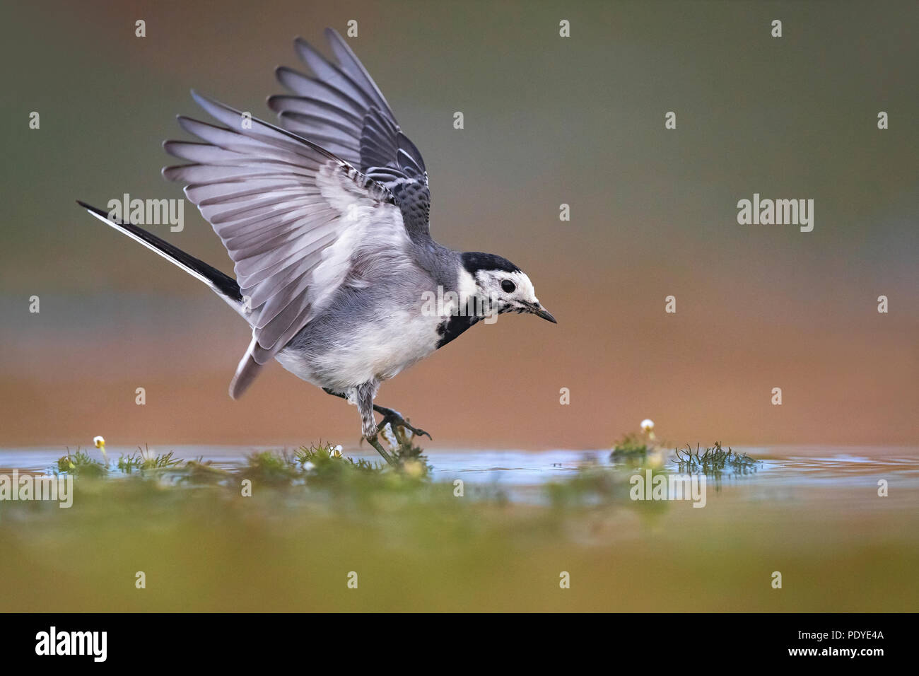Bachstelze, Motacilla alba Stockfoto