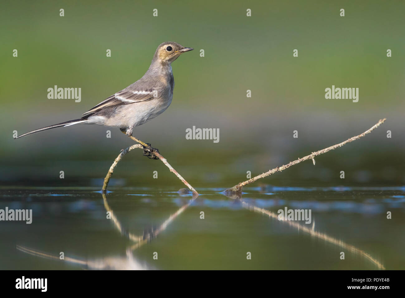Bachstelze, Motacilla alba Stockfoto