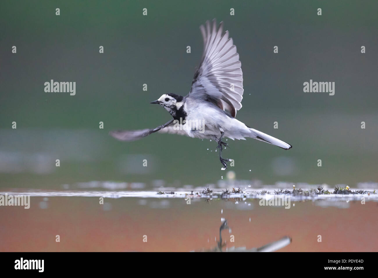 Bachstelze, Motacilla alba Stockfoto