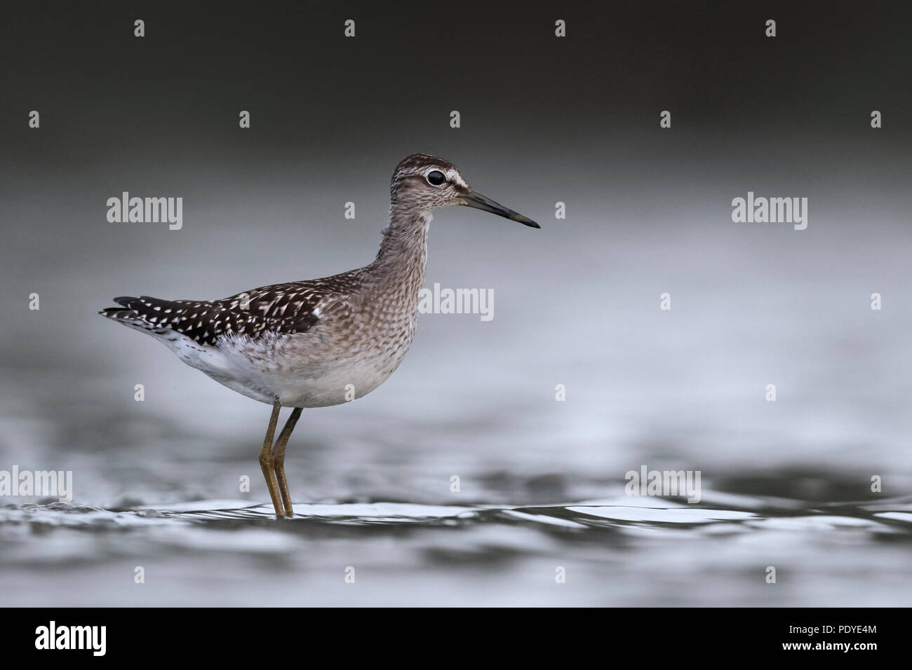 Bruchwasserläufer; Tringa glareola Stockfoto