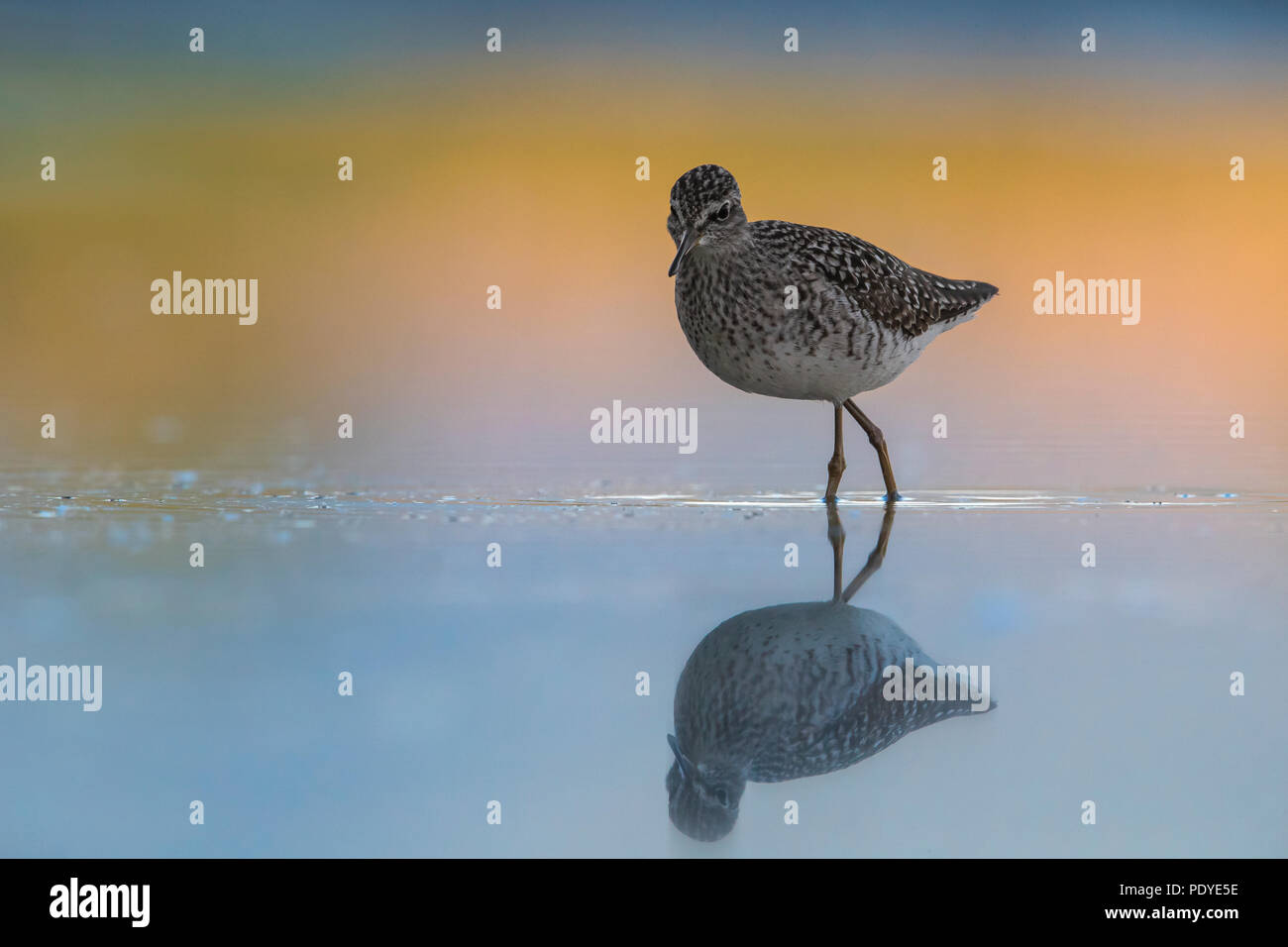 Bruchwasserläufer; Tringa glareola Stockfoto
