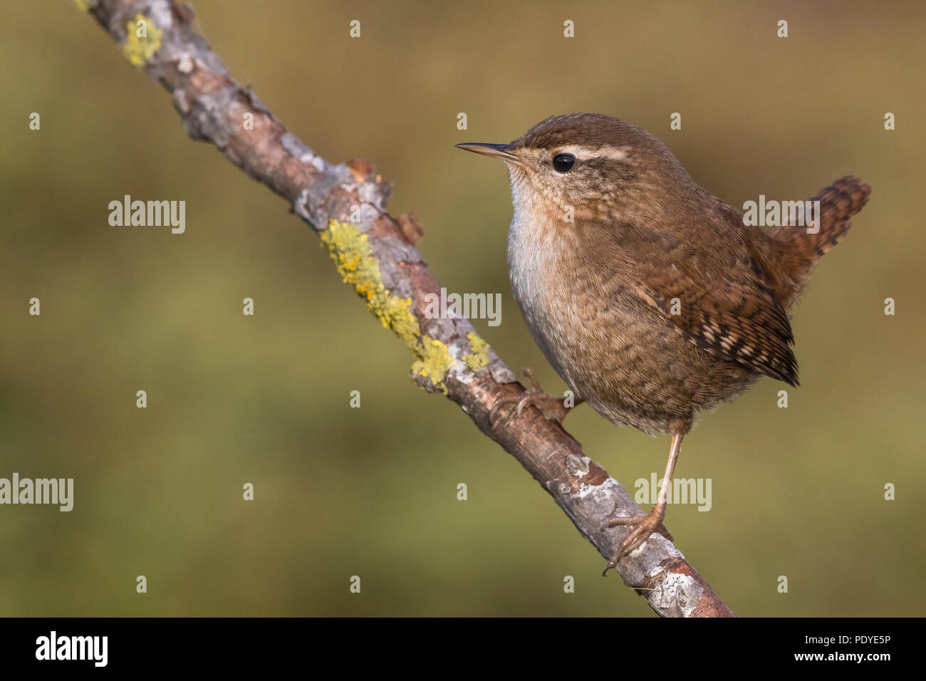 Wren; Troglodytes troglodytes Stockfoto