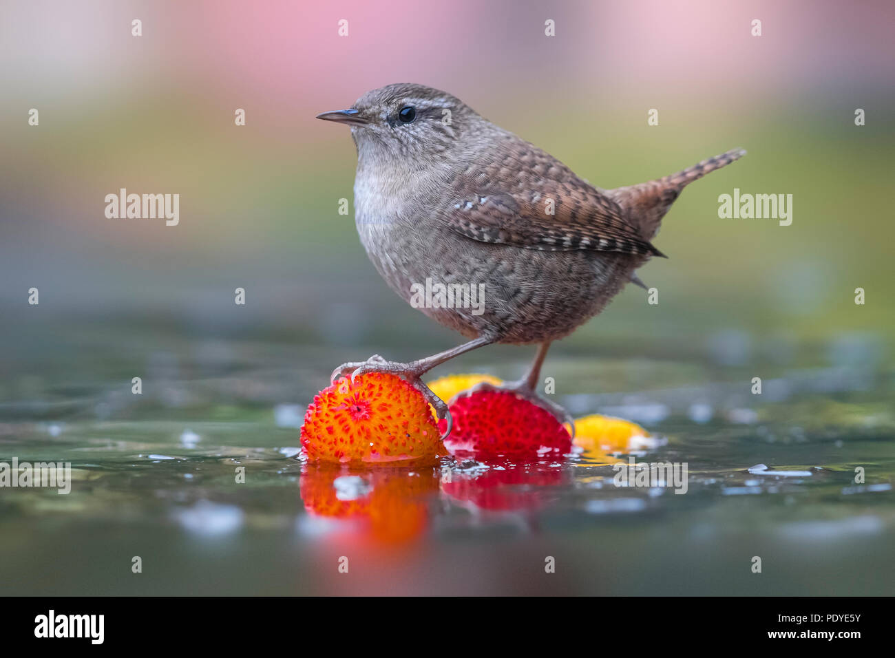 Wren; Troglodytes troglodytes Stockfoto