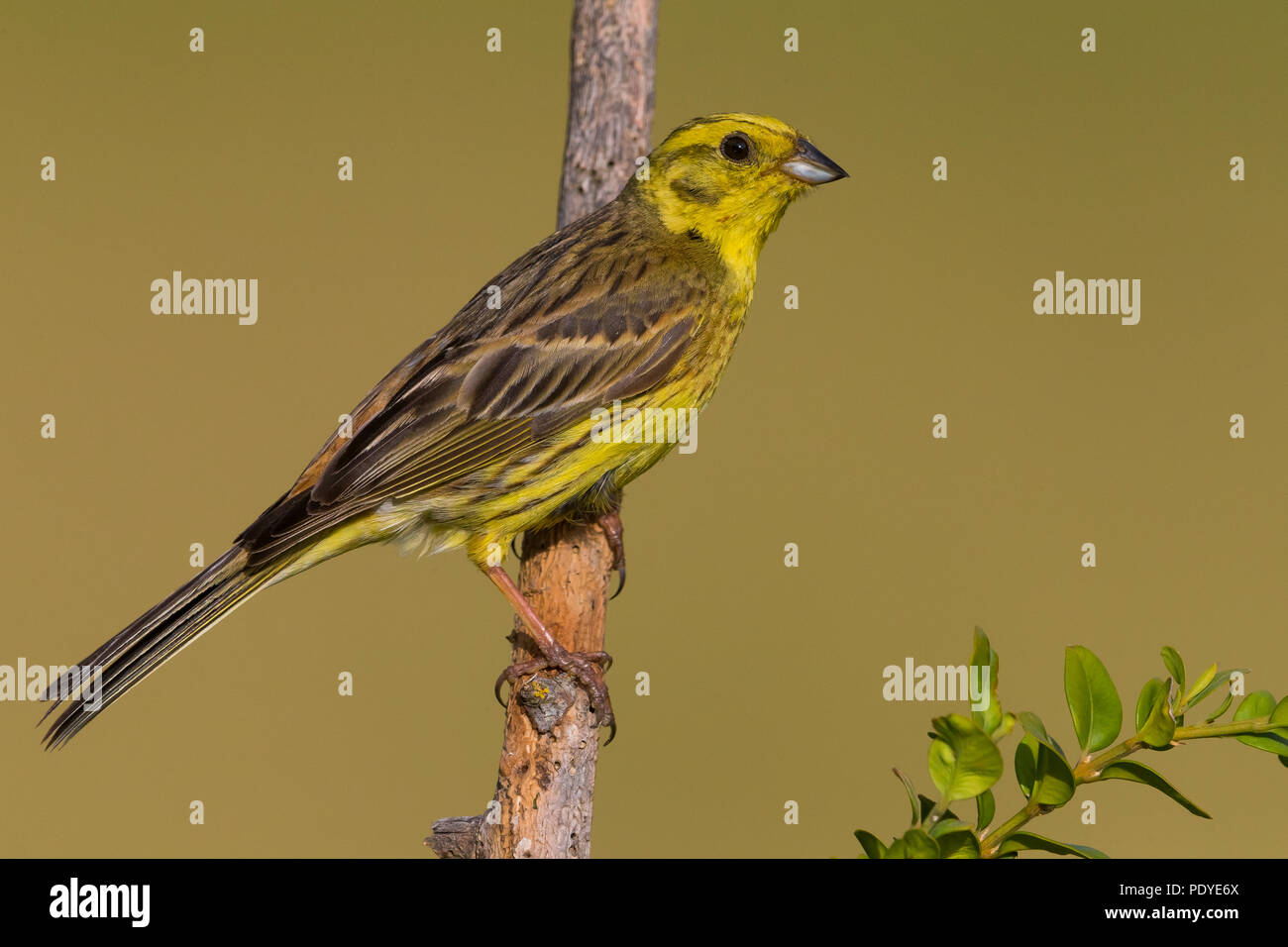 Männliche Goldammer wären; Emberiza citrinella Stockfoto