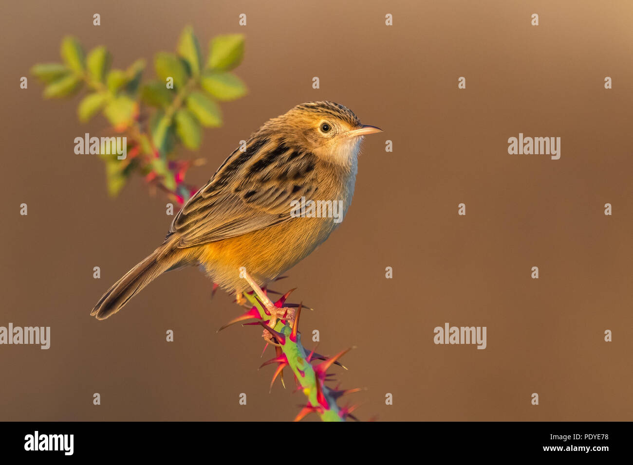 Zitting Cisticola juncidis Cisticola; Stockfoto