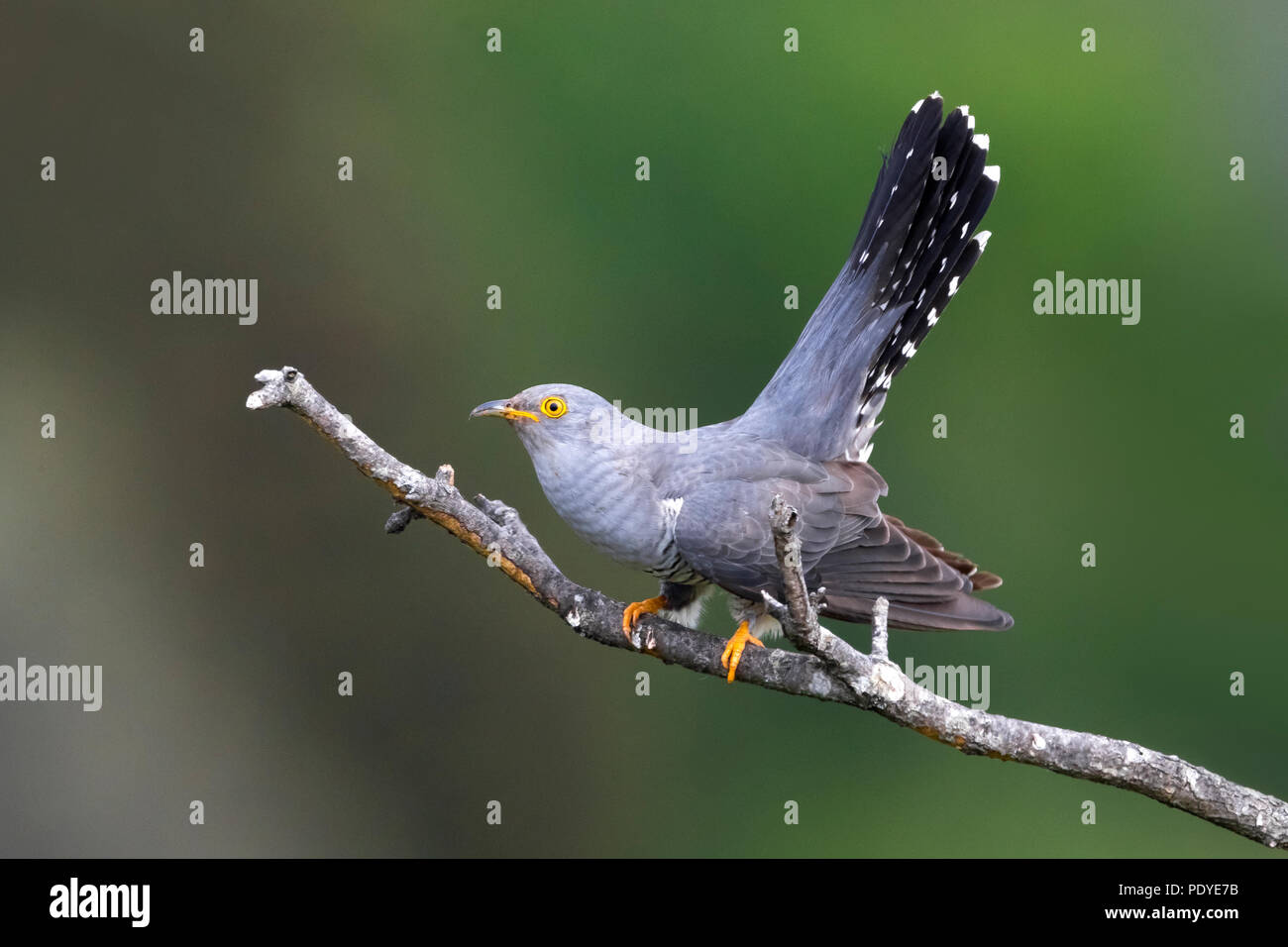 Gemeinsame Kuckuck Cuculus canorus; Stockfoto
