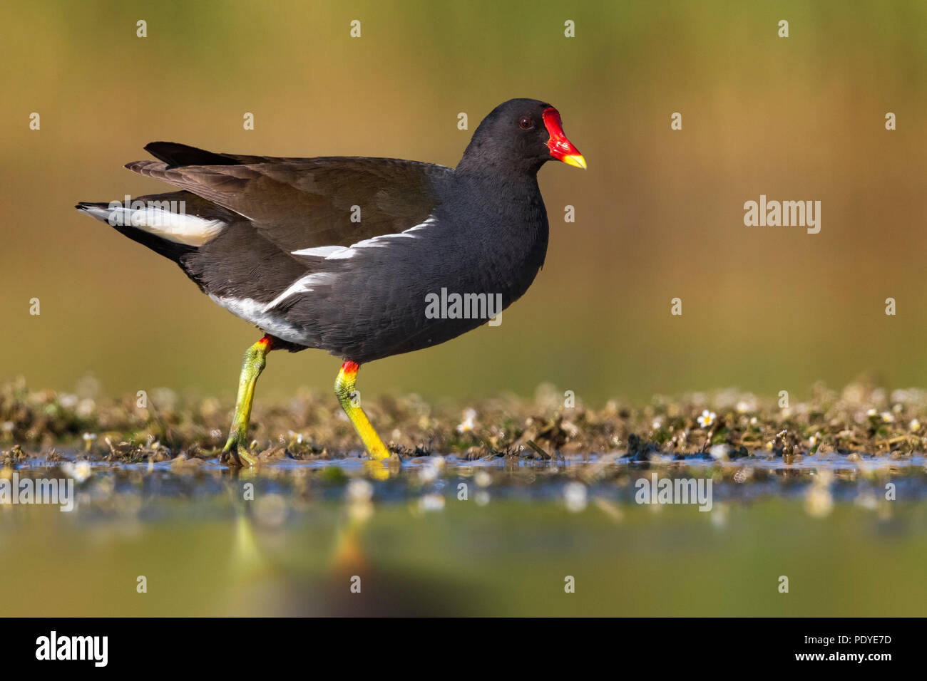 Sumpfhuhn; Gallinula chloropus Stockfoto