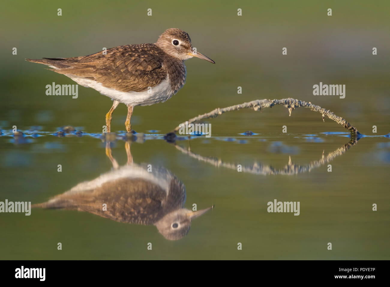 Flussuferläufer (Actitis Hypoleucos) Stockfoto