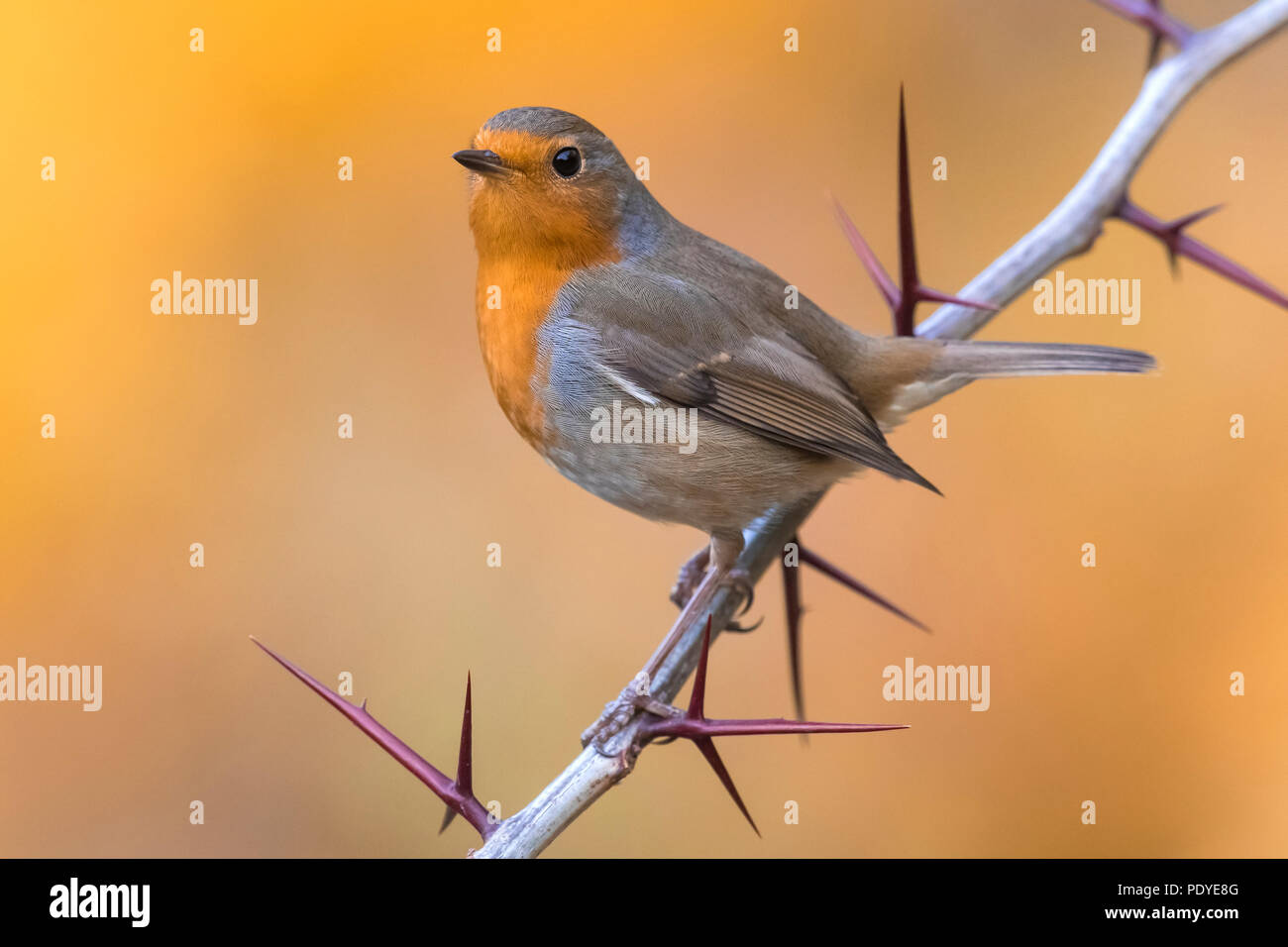 Europäische Robin; Erithacus rubecula Stockfoto
