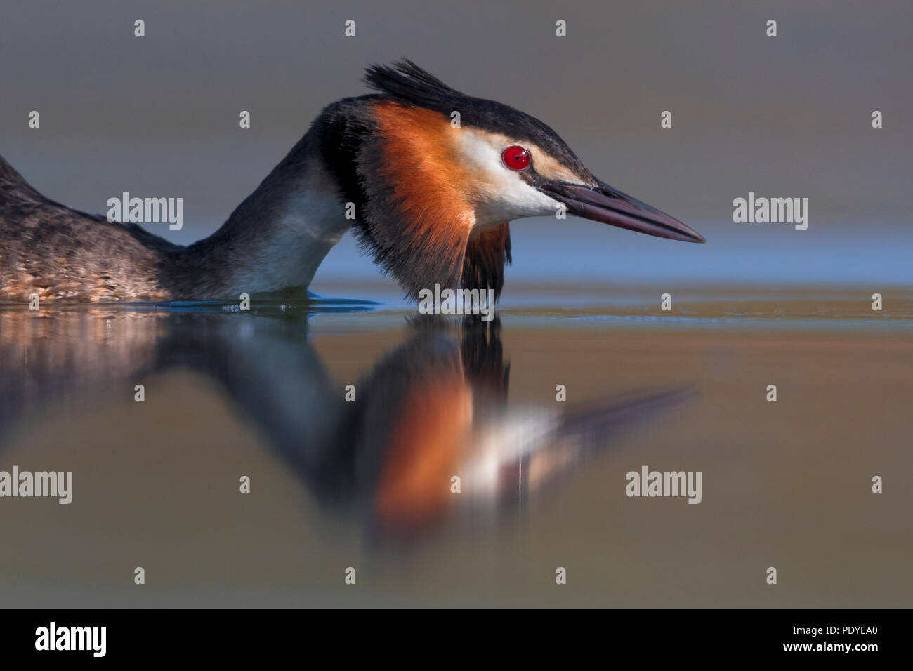 Great Crested Grebe; Podiceps cristatus Stockfoto