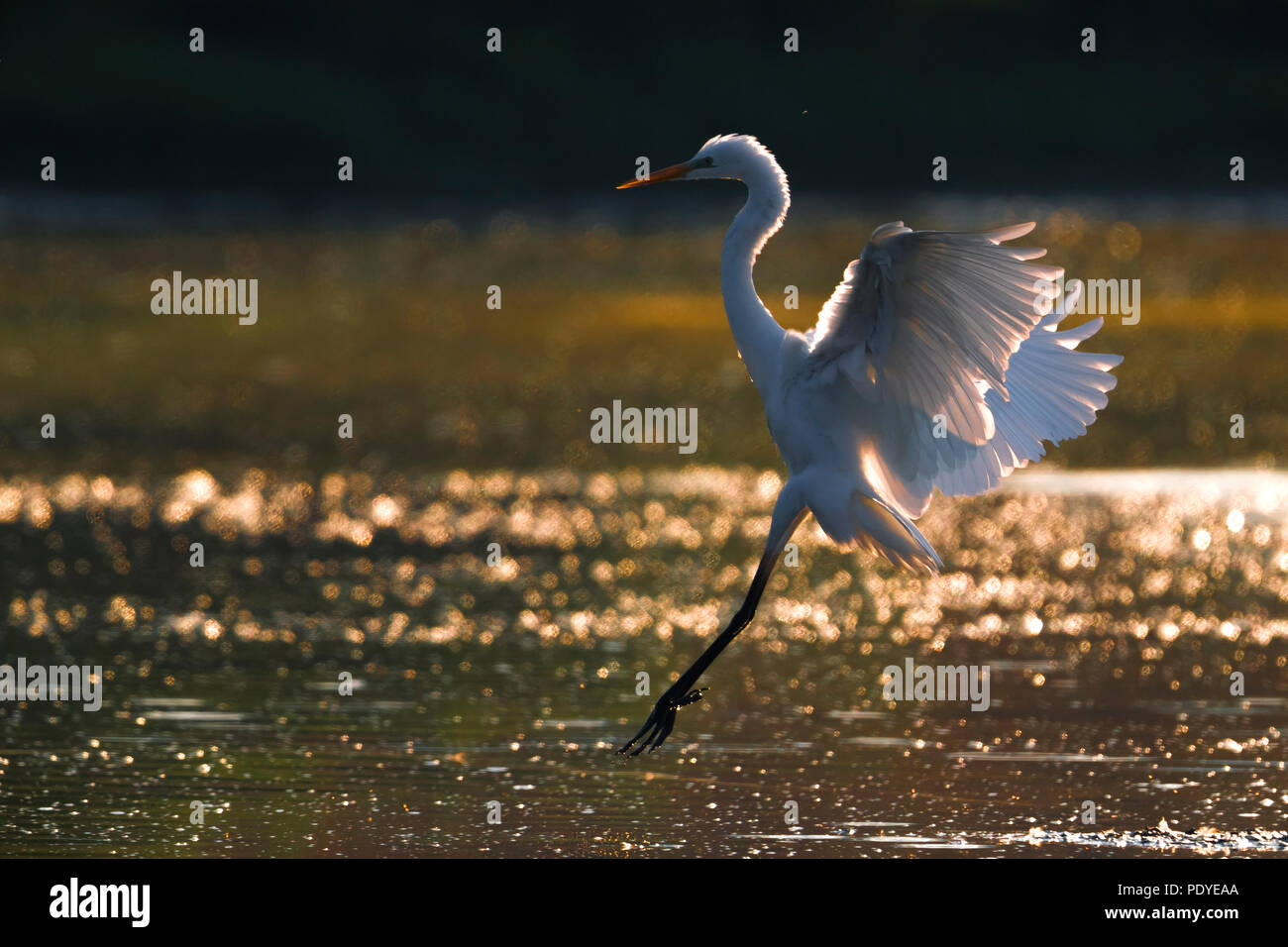 Große Silberreiher Landung Stockfoto