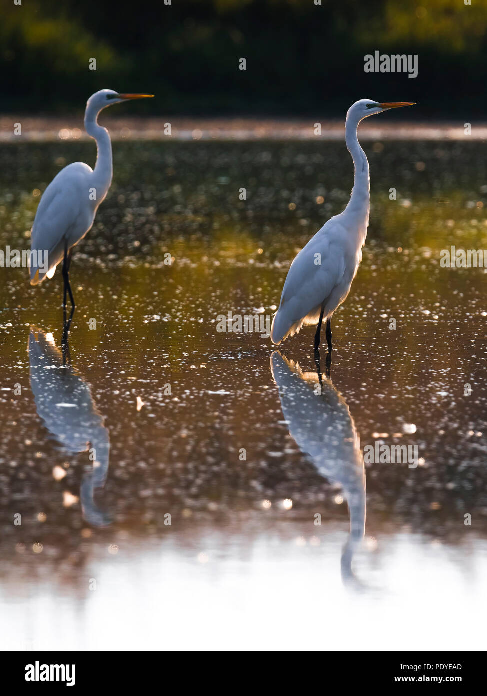 Große weiße Reiher stehend im flachen Wasser Stockfoto