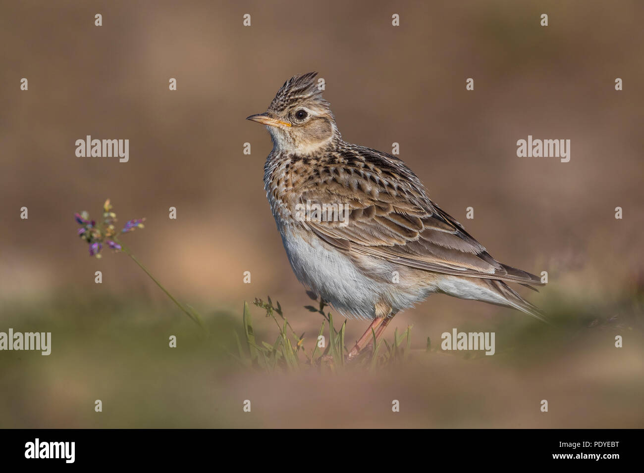 Feldlerche Alauda arvensis; Stockfoto