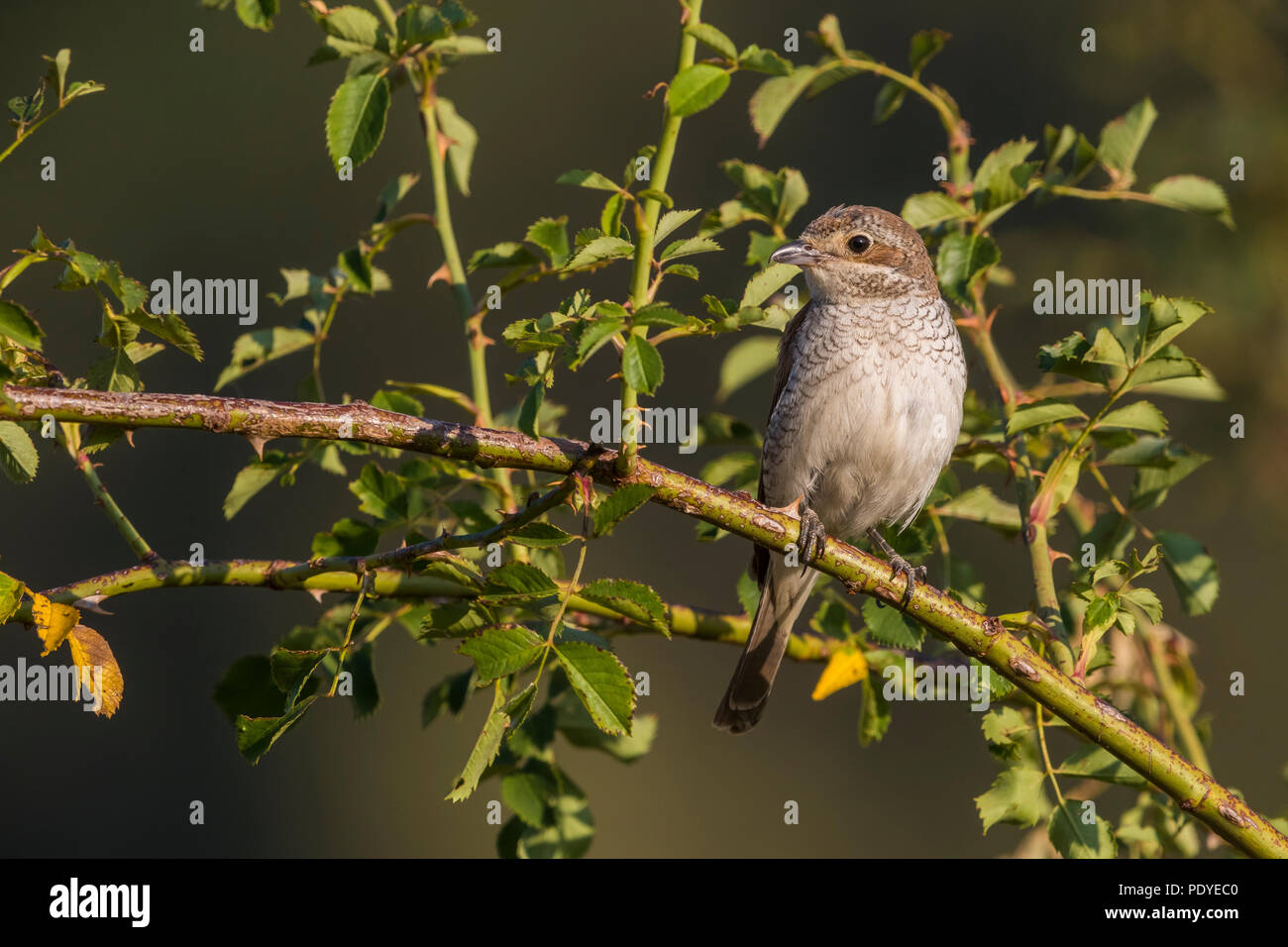 Juvenile Neuntöter Lanius collurio; Stockfoto