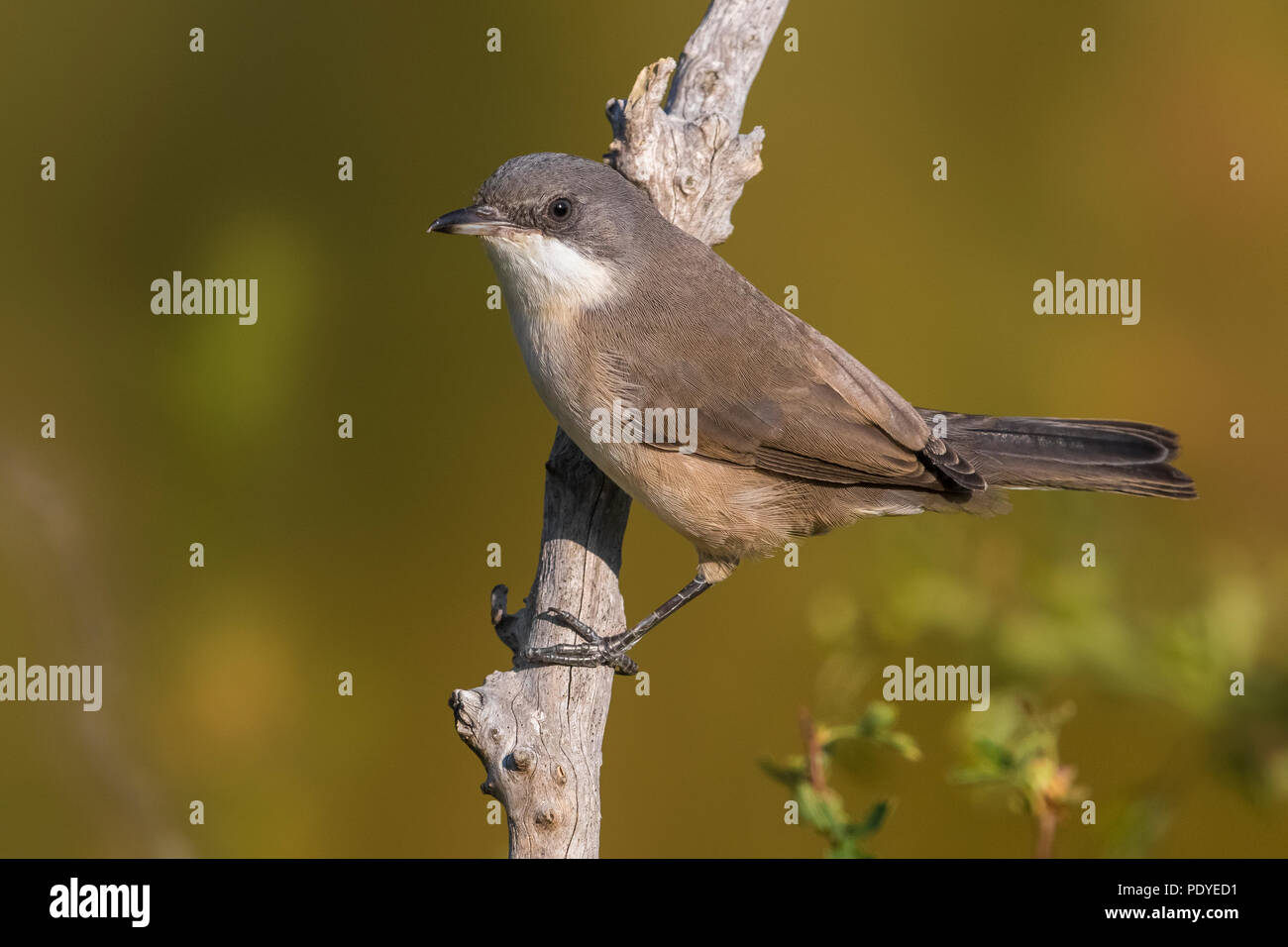 Western Orphean Warbler; Sylvia hortensis Stockfoto