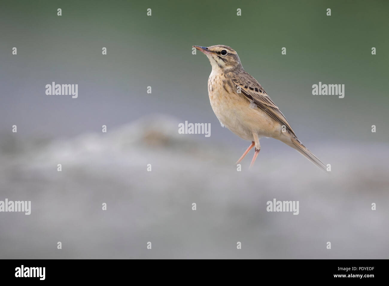 Brachpieper Anthus campestris; Stockfoto