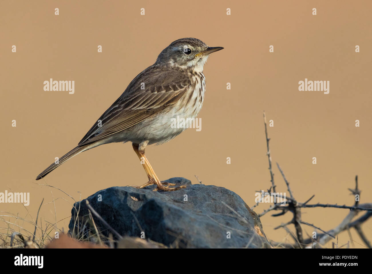 Berthelot die Pieper; Anthus berthelotii Stockfoto