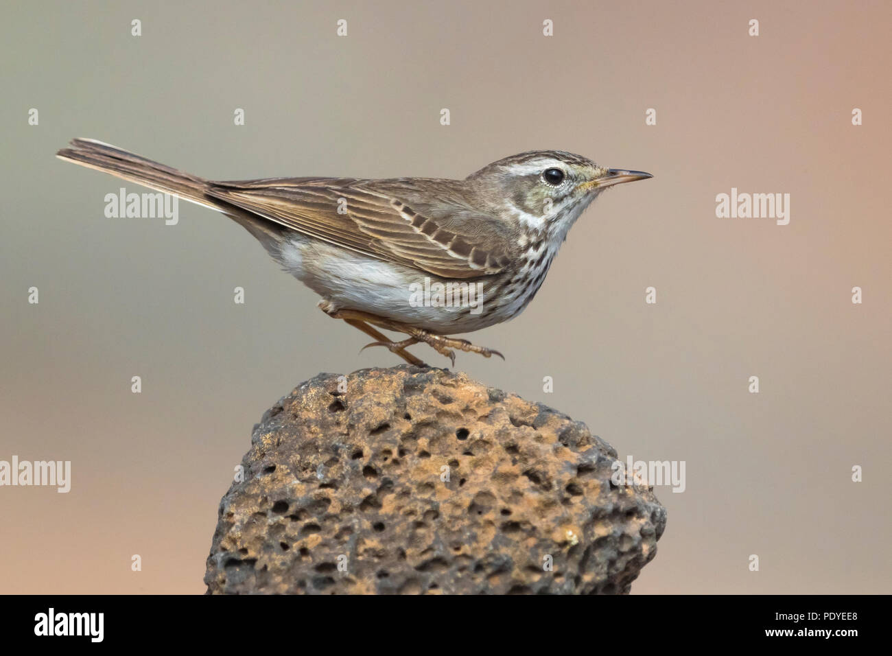 Berthelot die Pieper; Anthus berthelotii Stockfoto