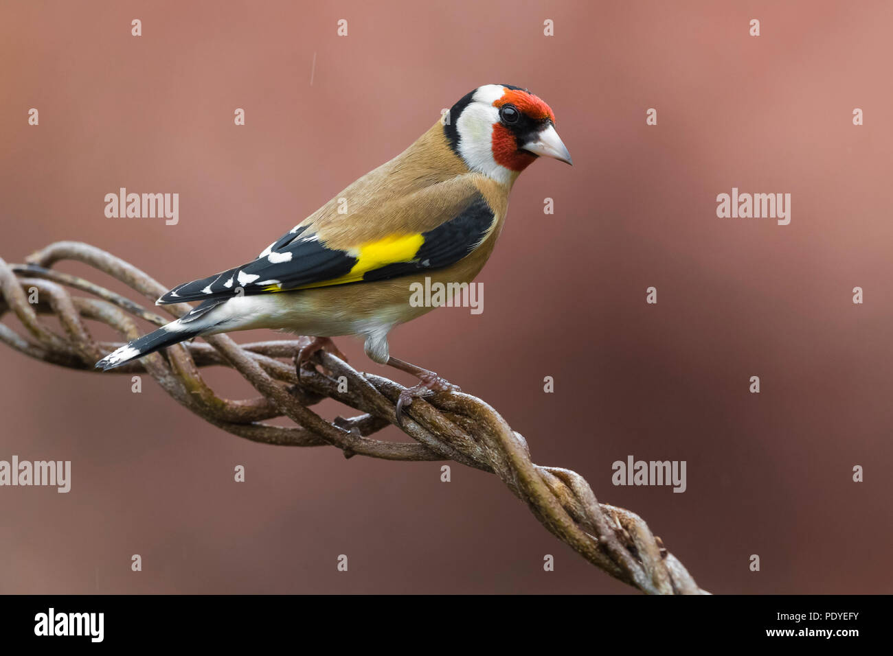 Goldfinch; Carduelis carduelis Stockfoto