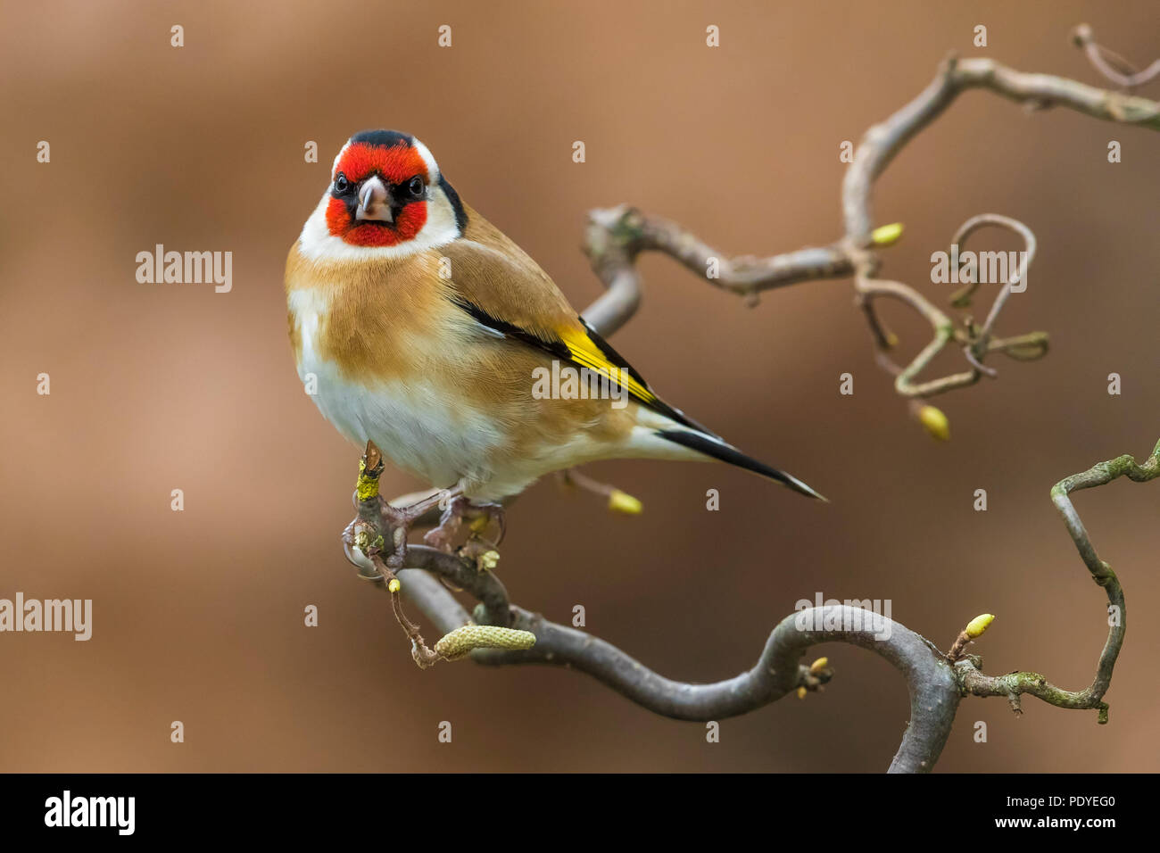 Goldfinch; Carduelis carduelis Stockfoto