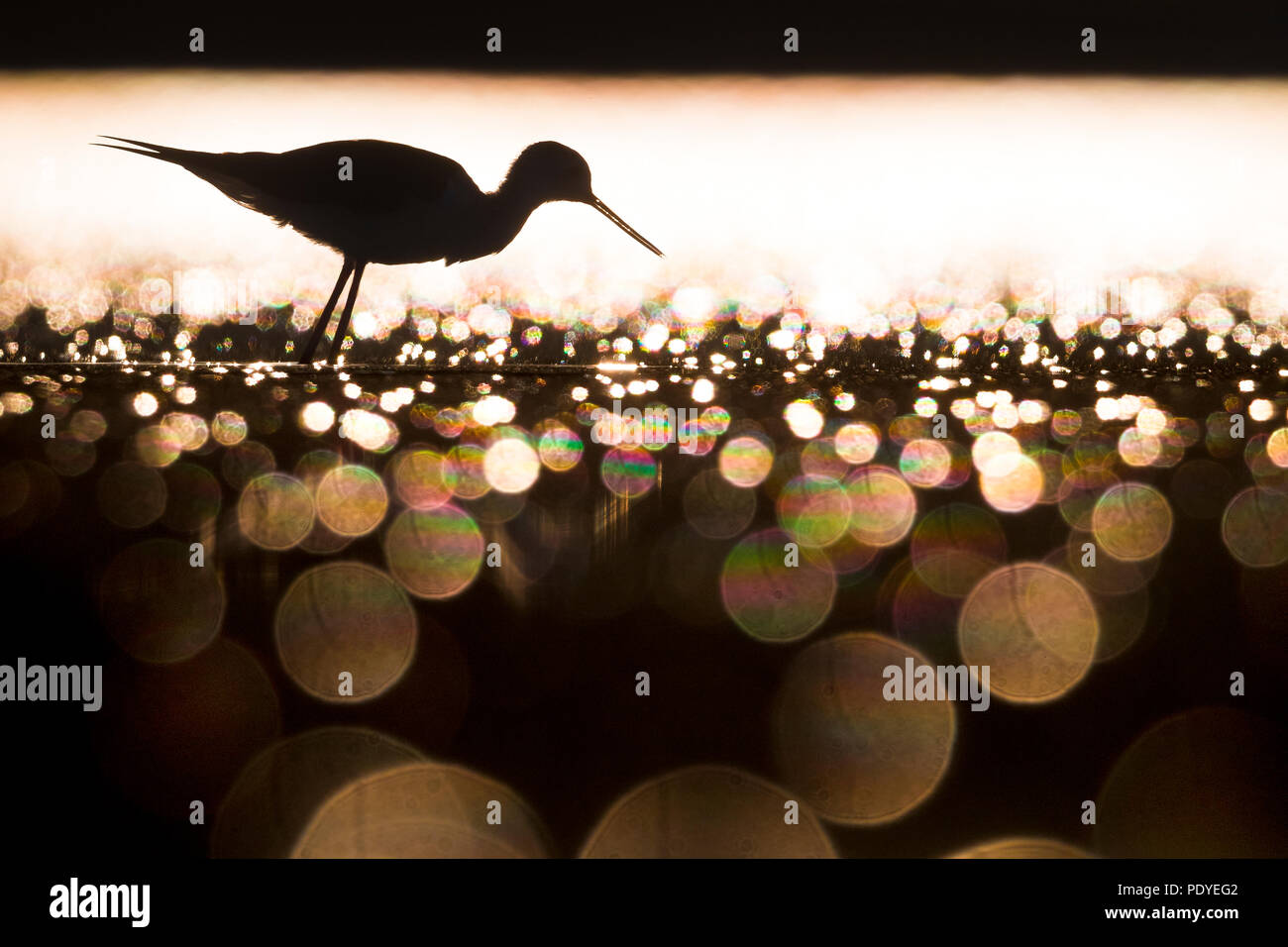 Schwarz - geflügelte Stelzenläufer (Himantopus himantopus) Silhouette in der Hintergrundbeleuchtung Stockfoto