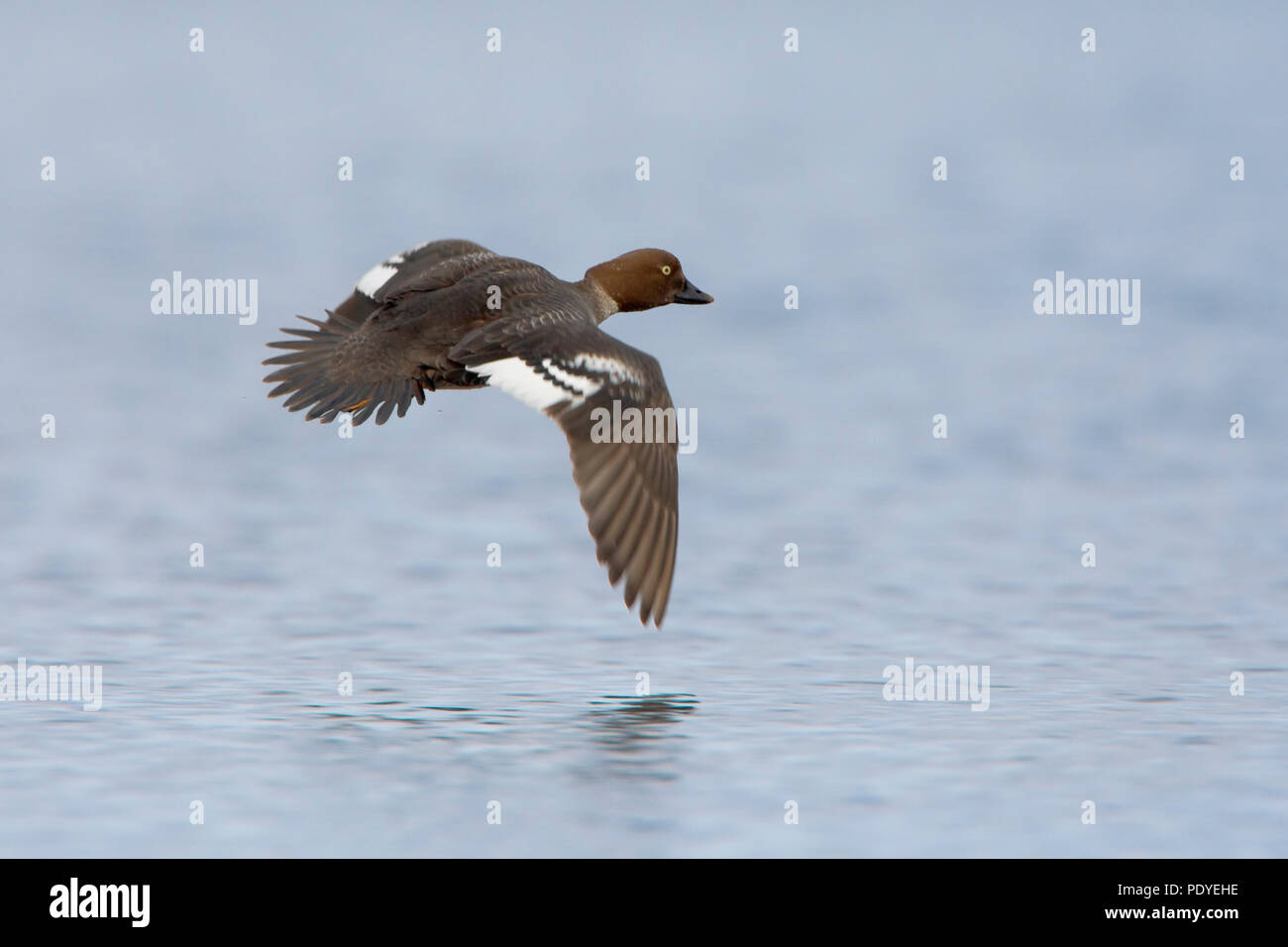 Vrouwtje Brilduiker in de vlucht Juist voor Landung in het water. Weibliche Schellente im Flug kurz vor der Landung auf dem Wasser. Stockfoto