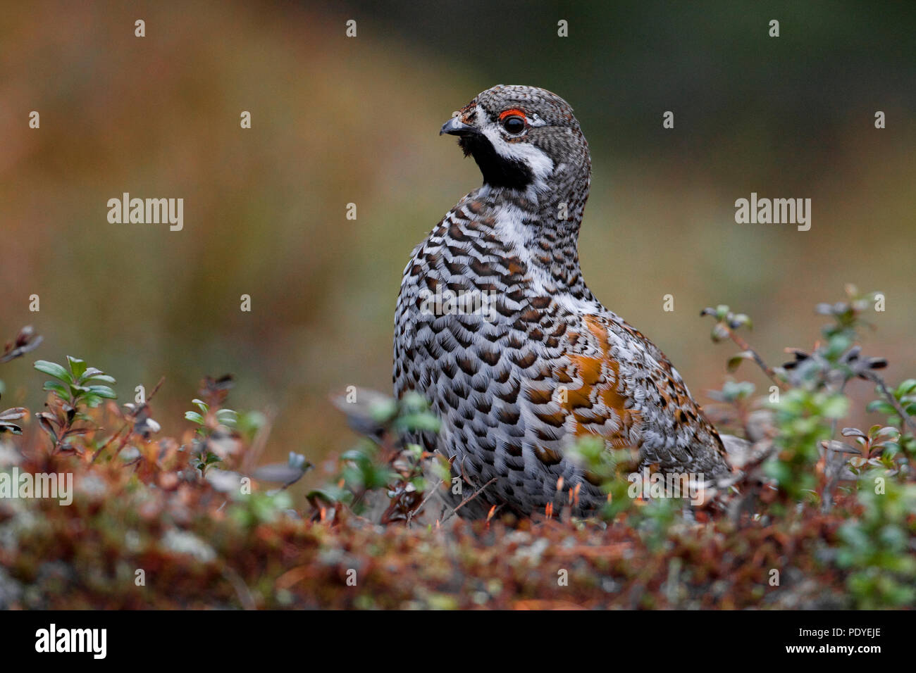 Hazelhoen bessenstruiken tussen. Haselhuhn mitten in der Berry Bush. Stockfoto