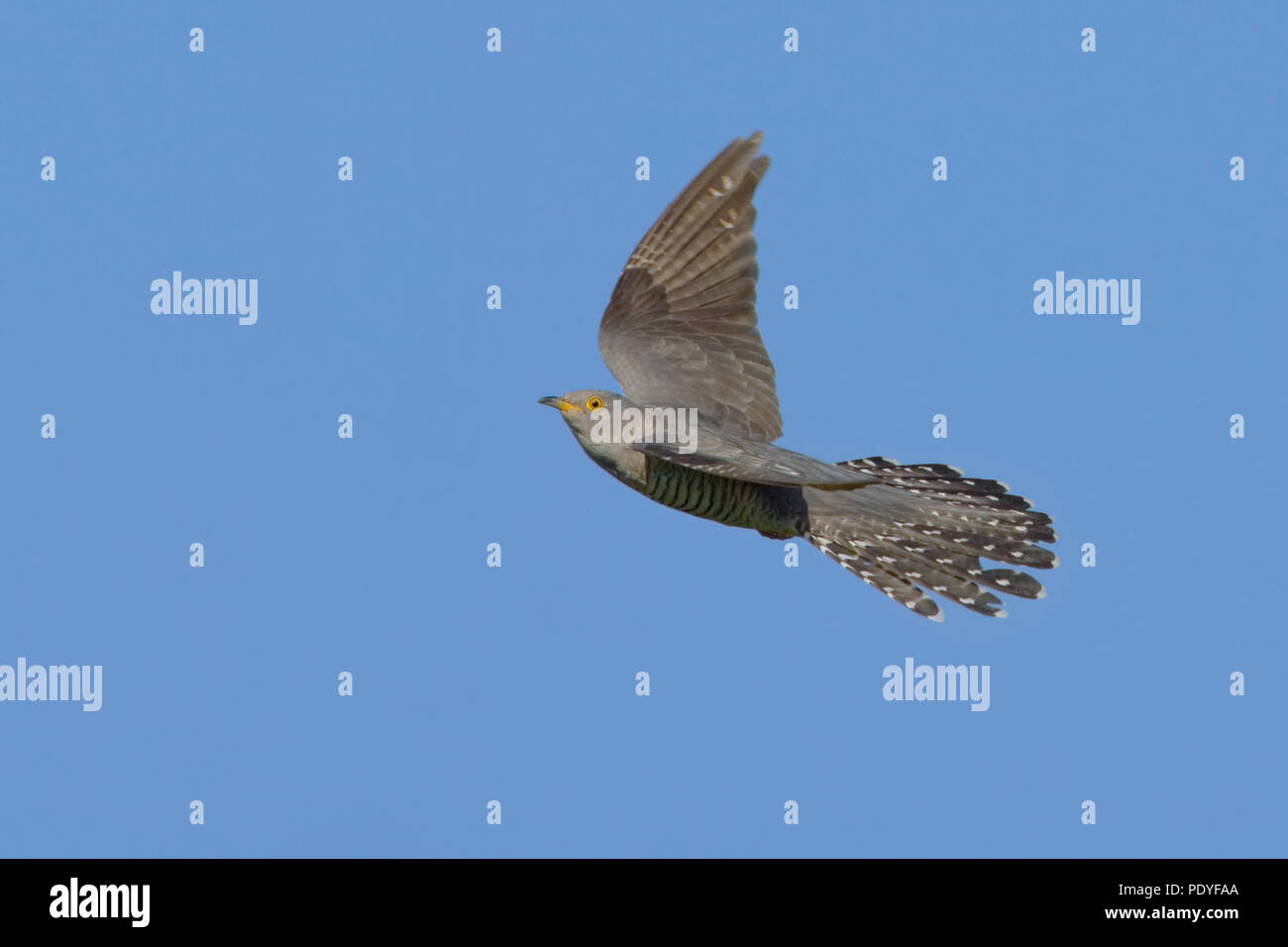 Flying Kuckuck gegen den blauen Himmel Stockfoto