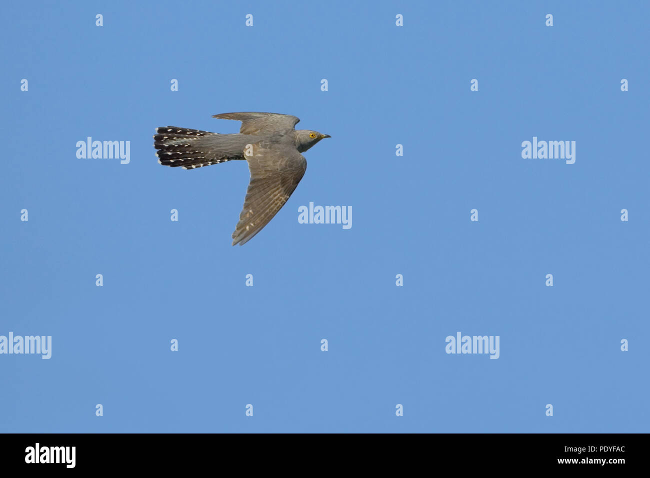 Flying Kuckuck gegen den blauen Himmel. Stockfoto