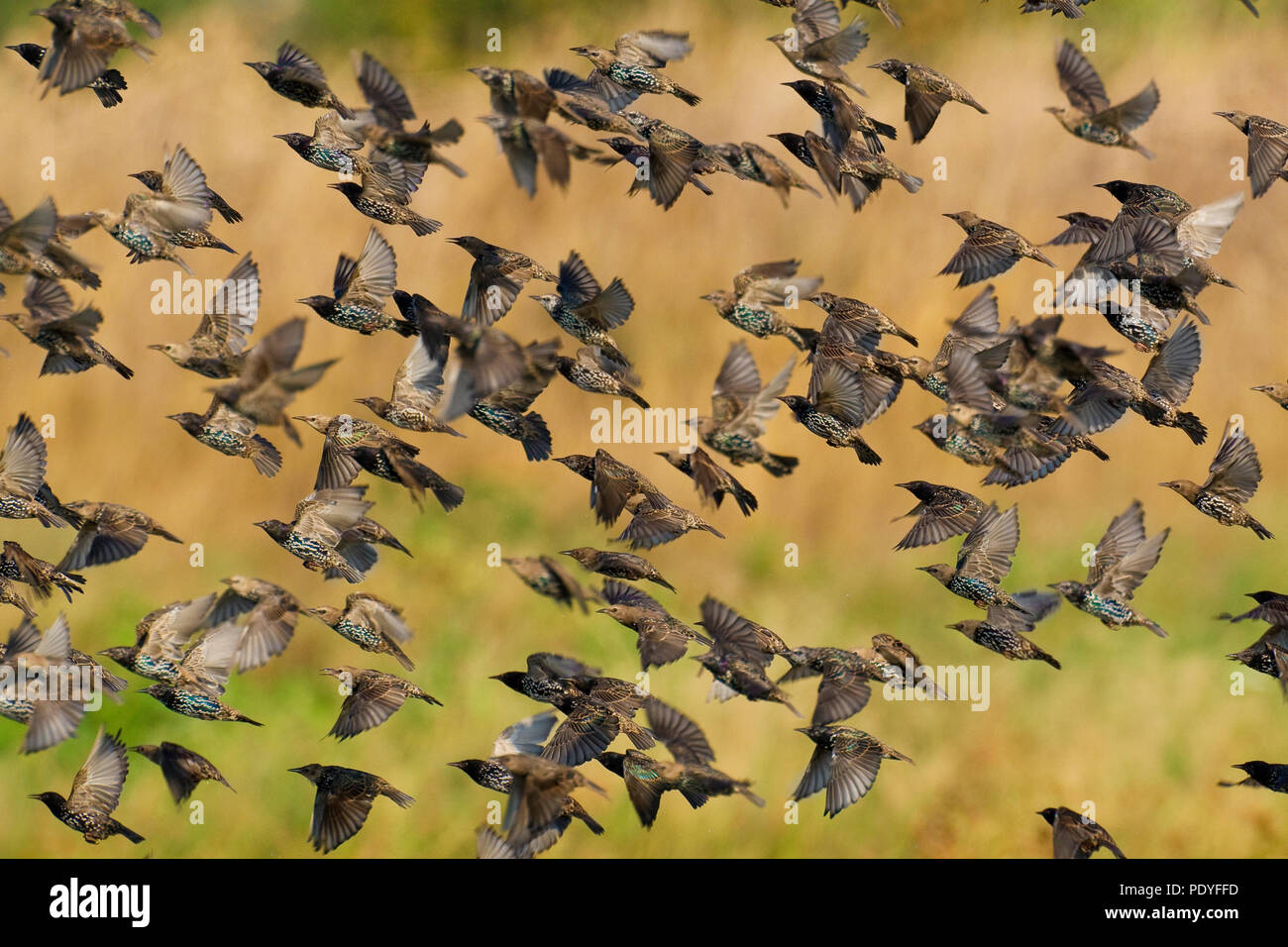Herde von gemeinsamen Stare fliegen; Sturnus vulgaris; Spreeuwenzwerm Stockfoto