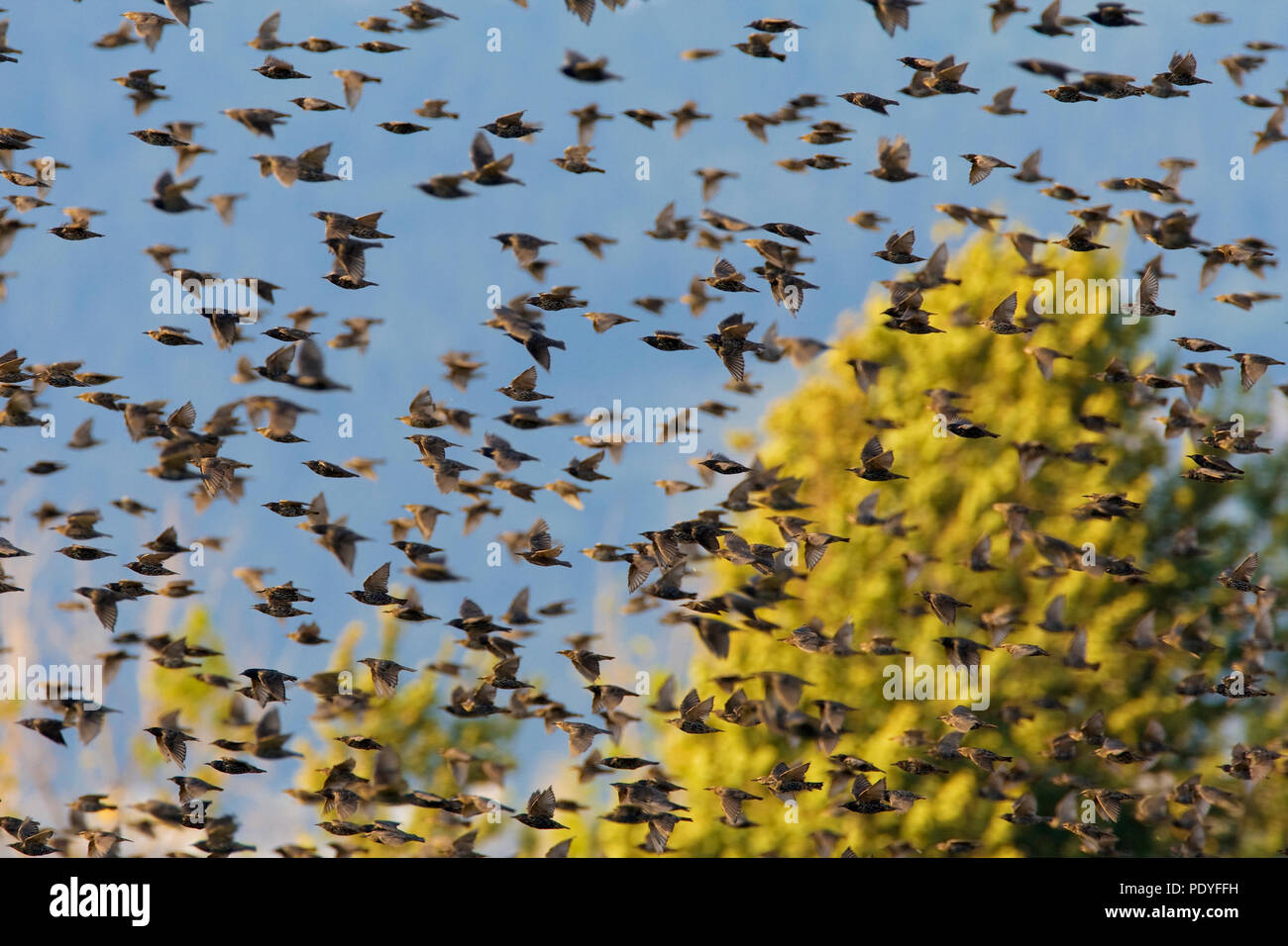 Herde von gemeinsamen Stare fliegen; Sturnus vulgaris; Spreeuwenzwerm. Stockfoto