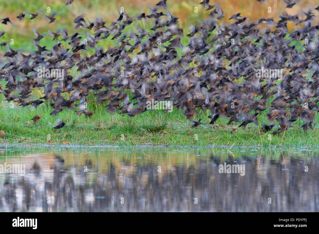 Herde von gemeinsamen Stare fliegen; Sturnus vulgaris; Spreeuwenzwerm. Stockfoto