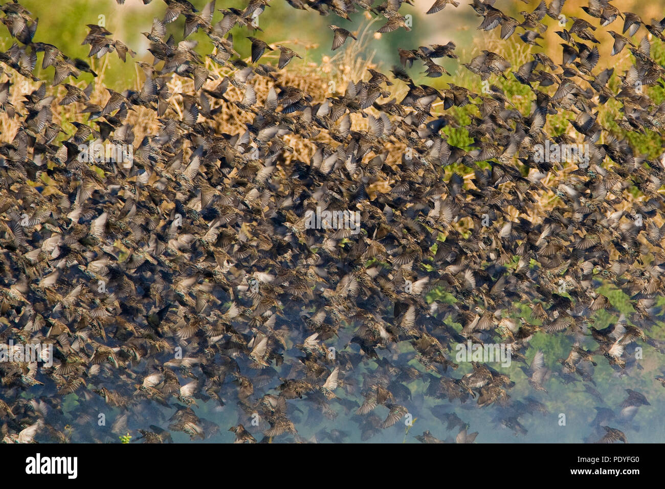 Große fliegende Herde von gemeinsamen Stare Sturnus vulgaris;; Grote Groep vliegende Spreeuwen. Stockfoto