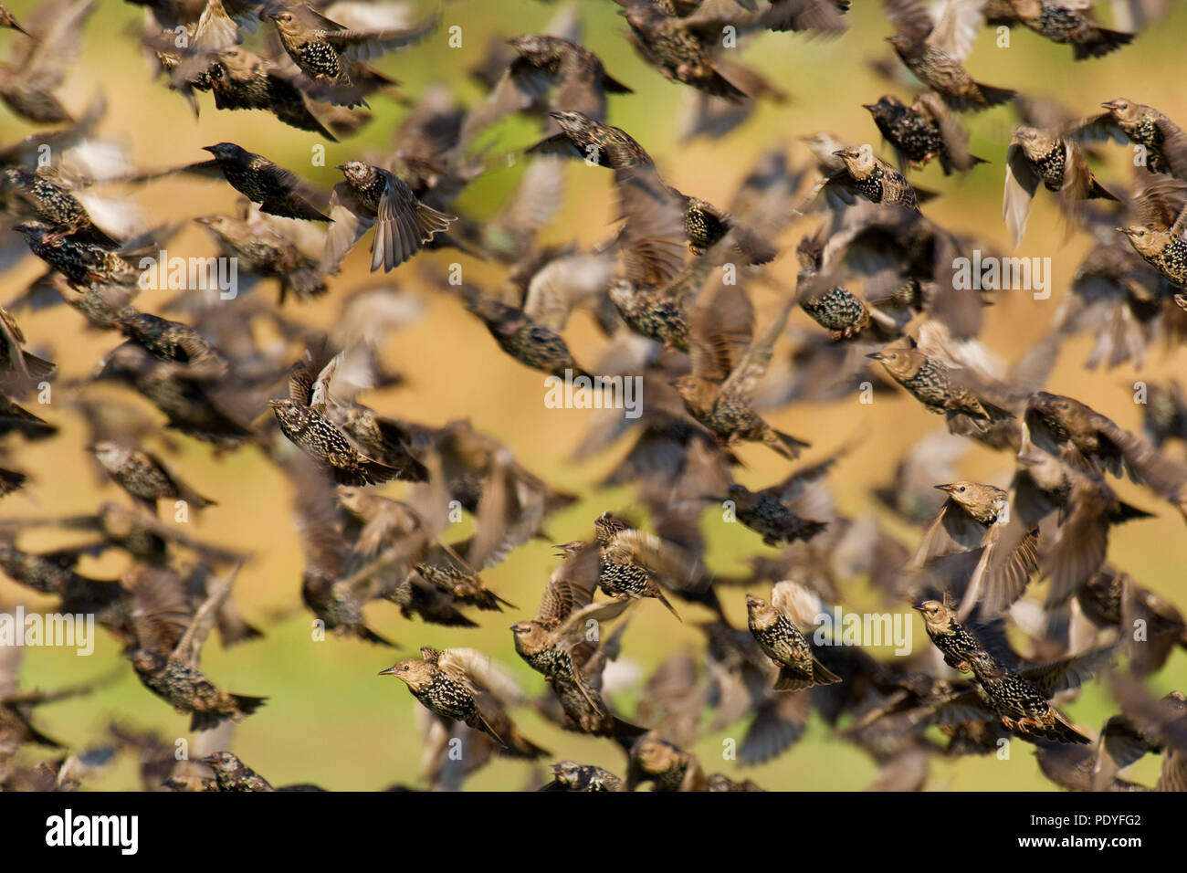 Herde von gemeinsamen Stare Sturnus vulgaris;; Groep vliegende Spreeuwen Stockfoto
