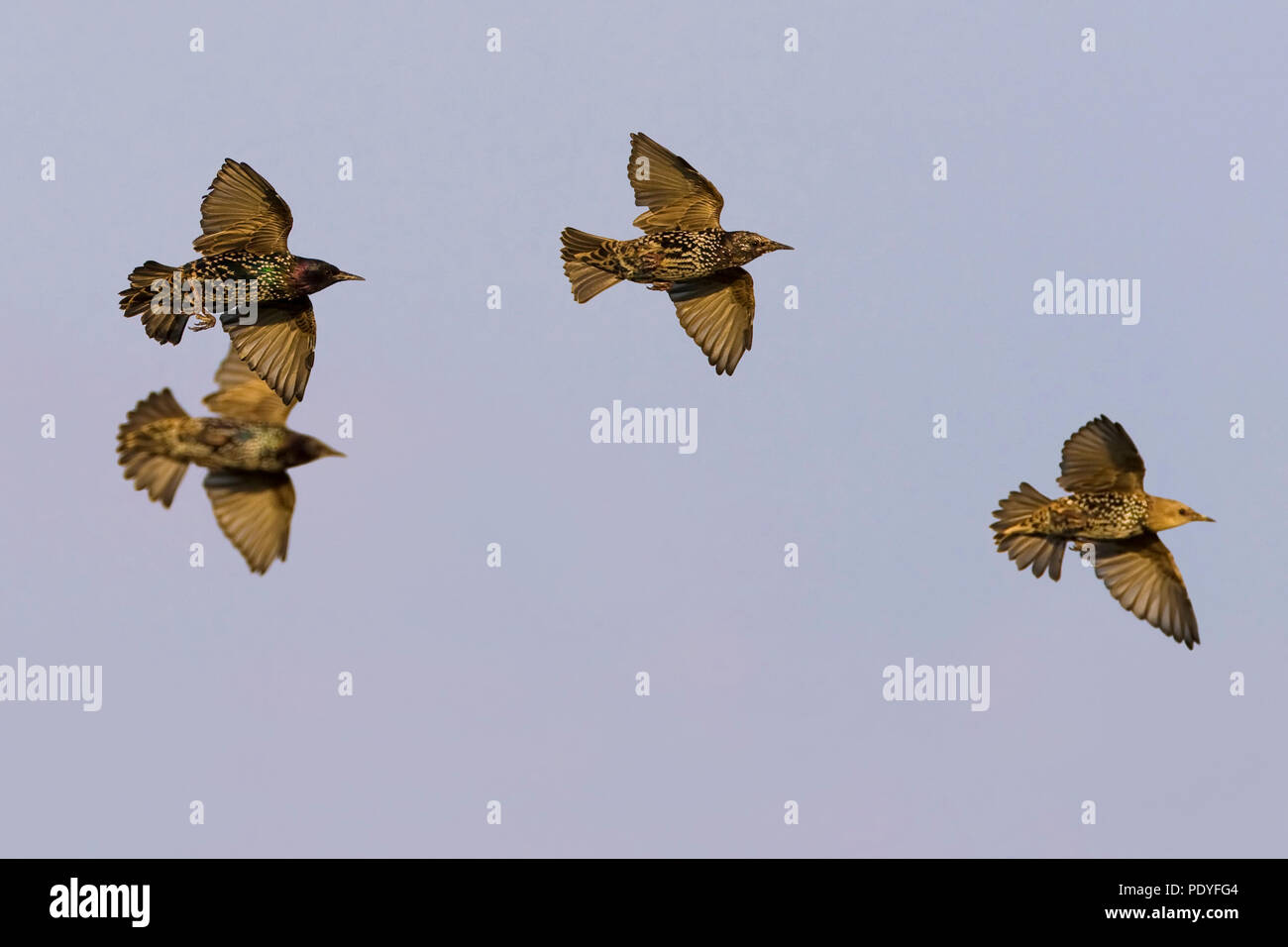 Vier fliegen Gemeinsame Stare Sturnus vulgaris;; Vier vliegende Spreeuwen Stockfoto