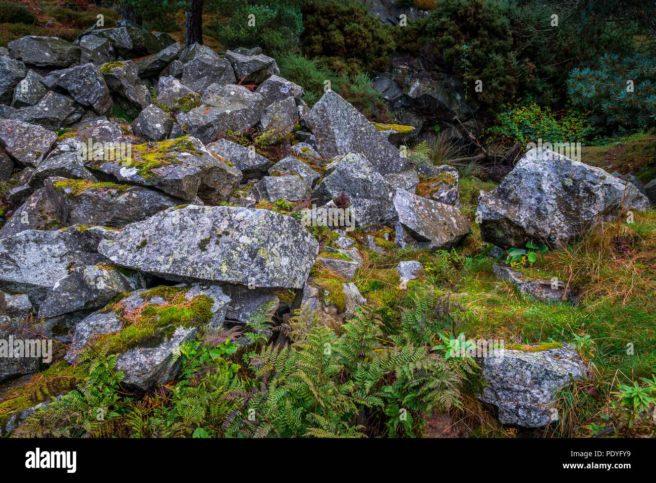 Felsen, die von einer sehr alten Steinbruch in Asphalt Woods, Kulte, Aberdeenshire abgebaut wurden. Stockfoto