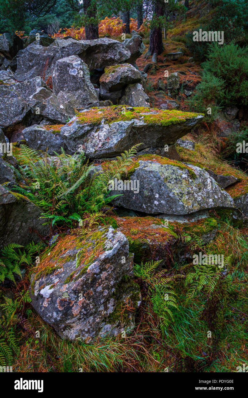 Felsen, die von einer sehr alten Steinbruch in Asphalt Woods, Kulte, Aberdeenshire abgebaut wurden. Stockfoto
