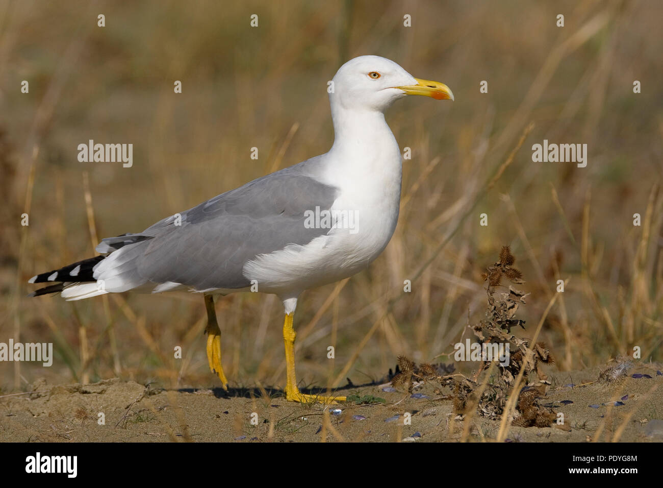 Yellow-legged Möve Stockfoto