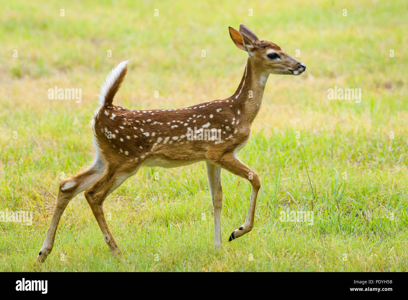 Weiß-Schwanz reh Rehkitz Odocolleus virginianus auf Warnung, die mit dem Schwanz angehoben und das vordere Bein angehoben. Stockfoto