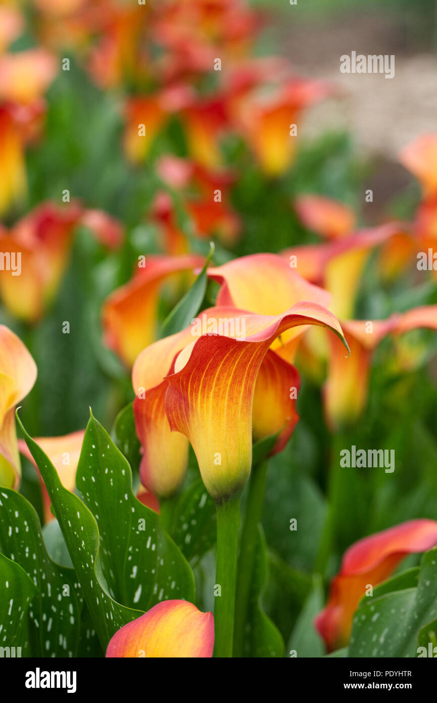 Zantedeschia 'Morning Sun' Blumen. Stockfoto
