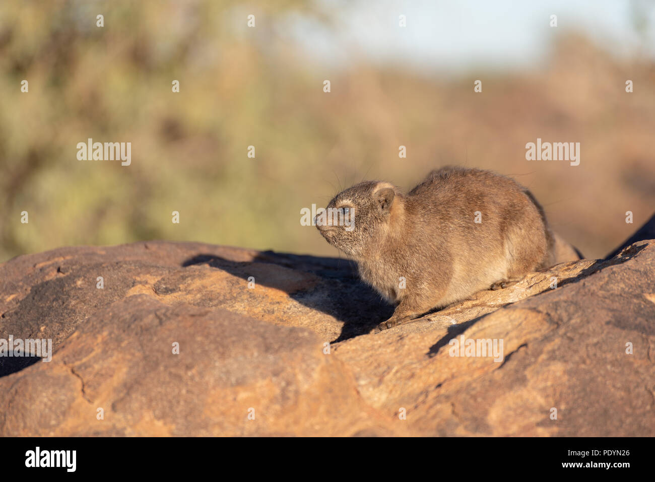 Rock dassie Portrait in der frühen Morgensonne Licht auf Boulder mit weichem Hintergrund Stockfoto