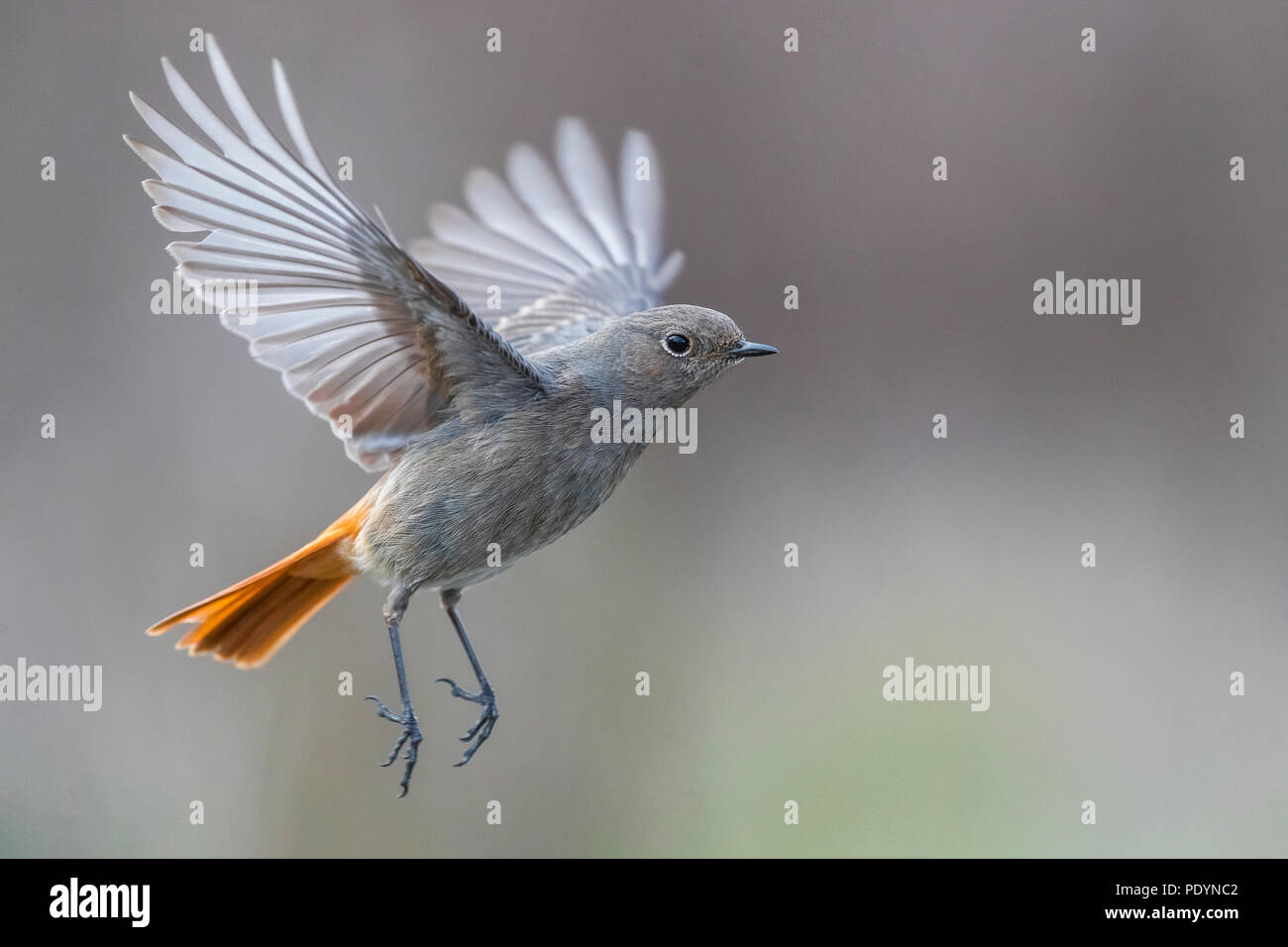 Black Redstart (Phoenicurus Ochruros) Stockfoto